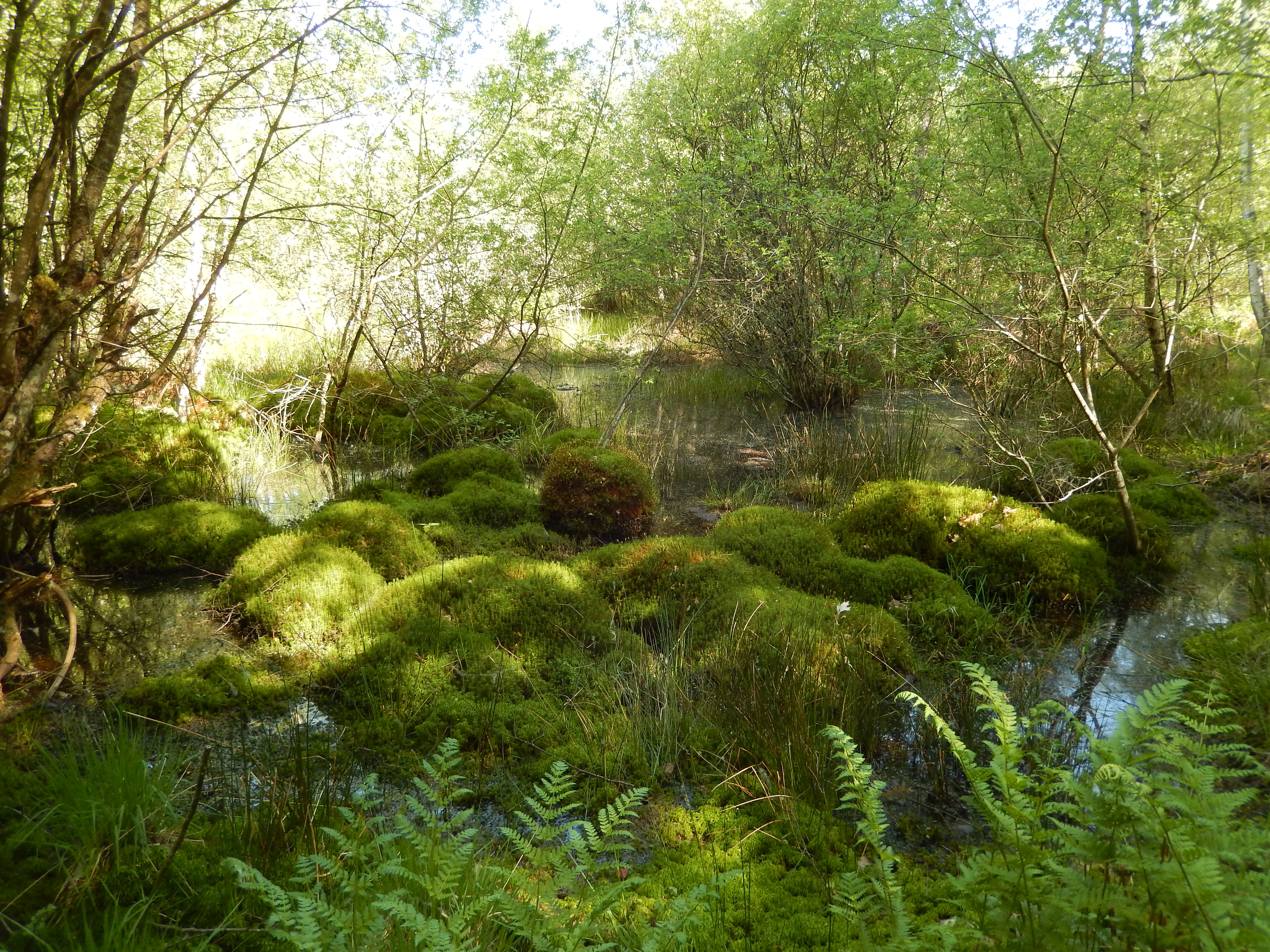 A small forest pond covered in vibrant green mossy mounds and surrounded by trees and ferns.