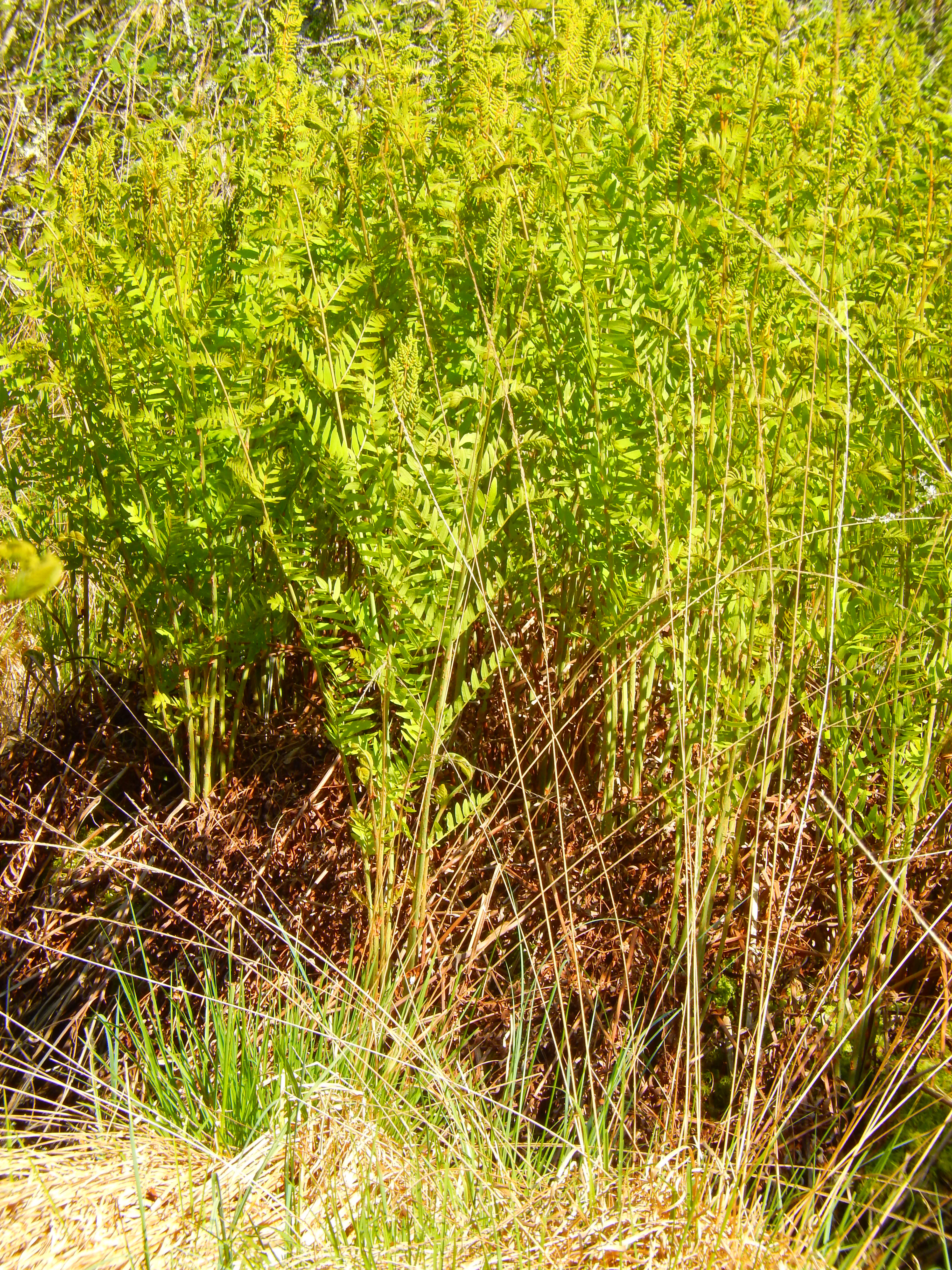 A cluster of vibrant green royal fern fronds growing from a base of brownish, dried vegetation in a wet habitat.