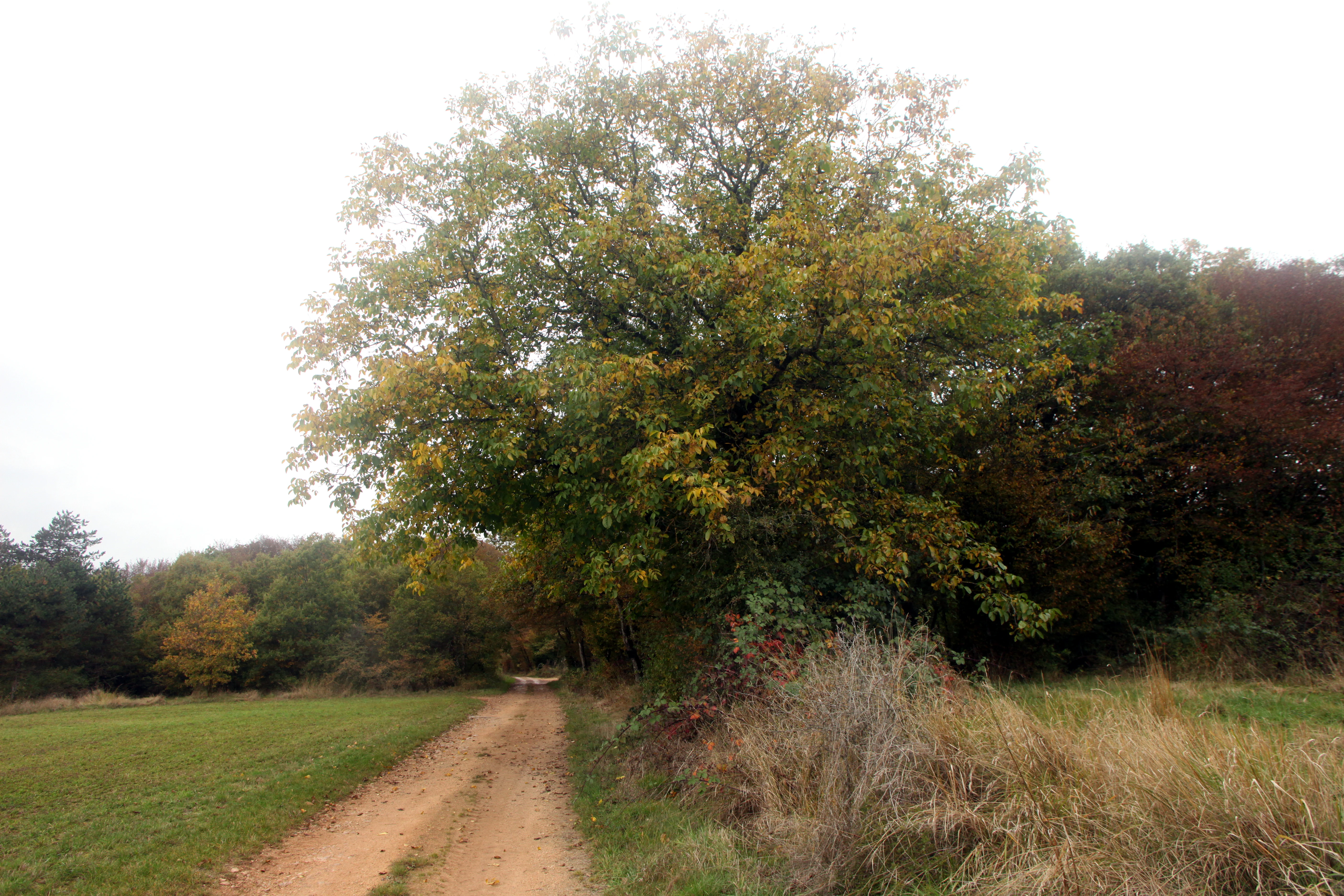 A dirt path leads into a dense forest edge with autumn foliage and surrounding open grassy fields under an overcast sky.