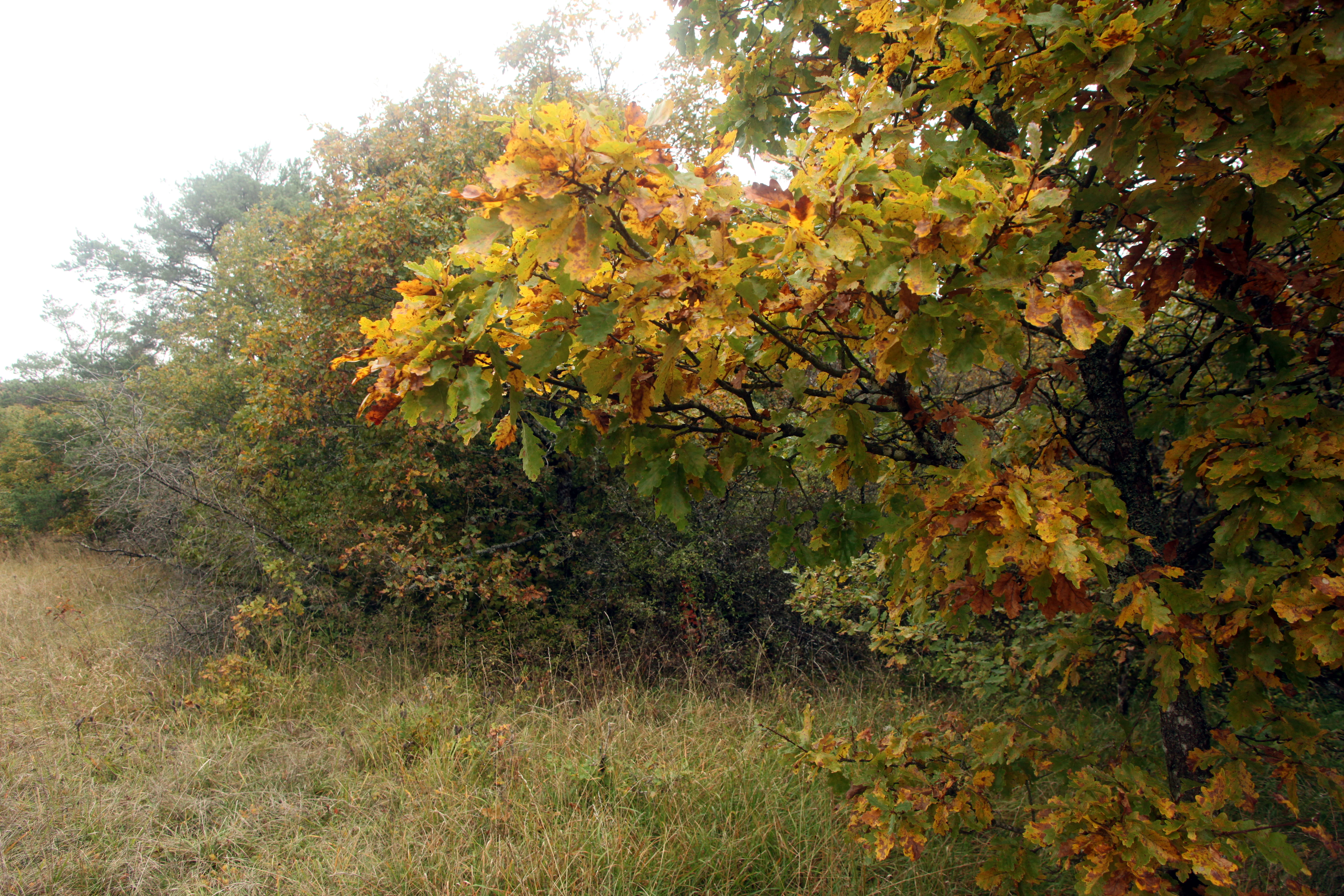 A landscape view showing a grassy field meeting a line of deciduous trees displaying yellow and orange autumn foliage.