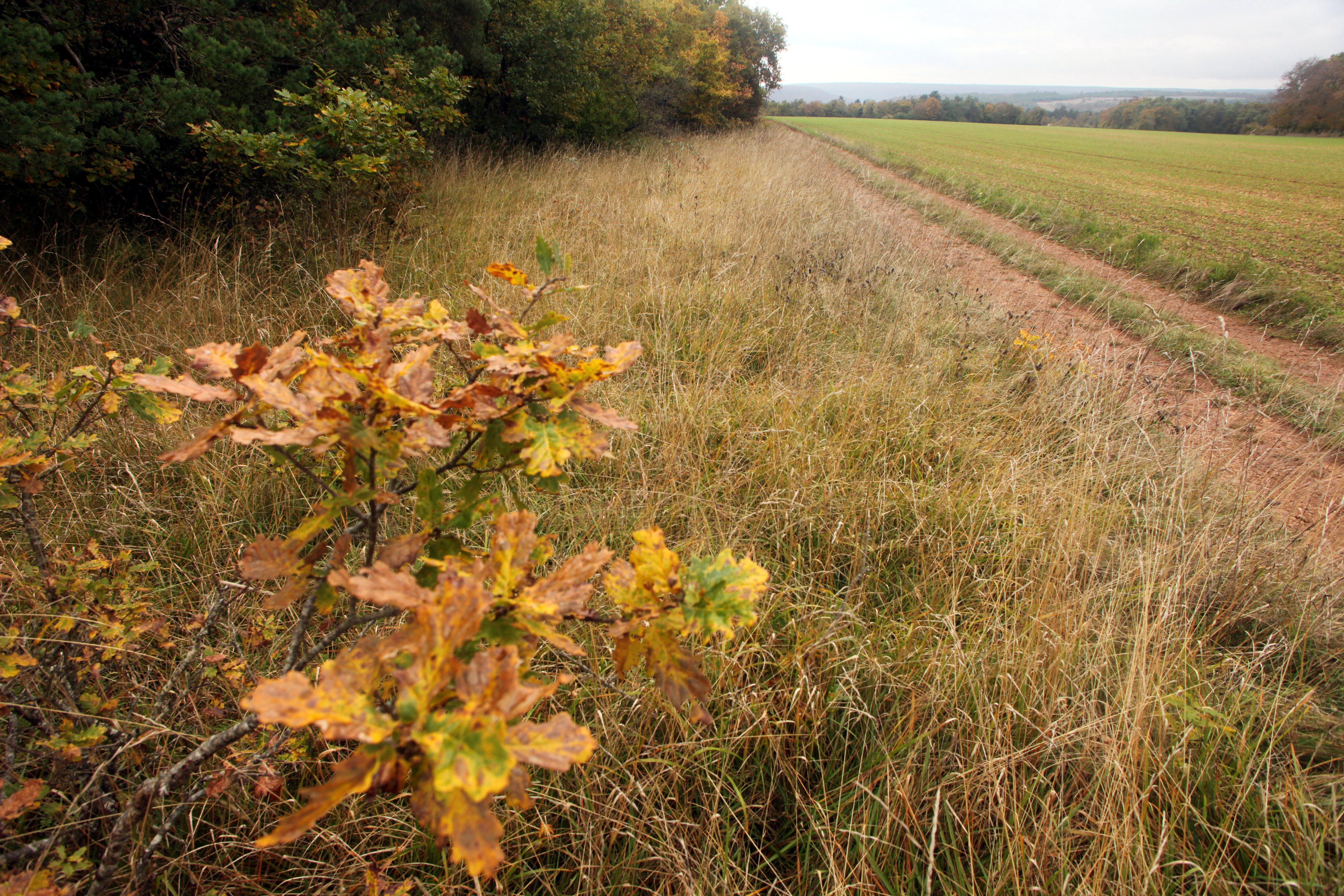 A dirt path runs between a line of autumn trees on the left and a flat open field on the right, under an overcast sky.