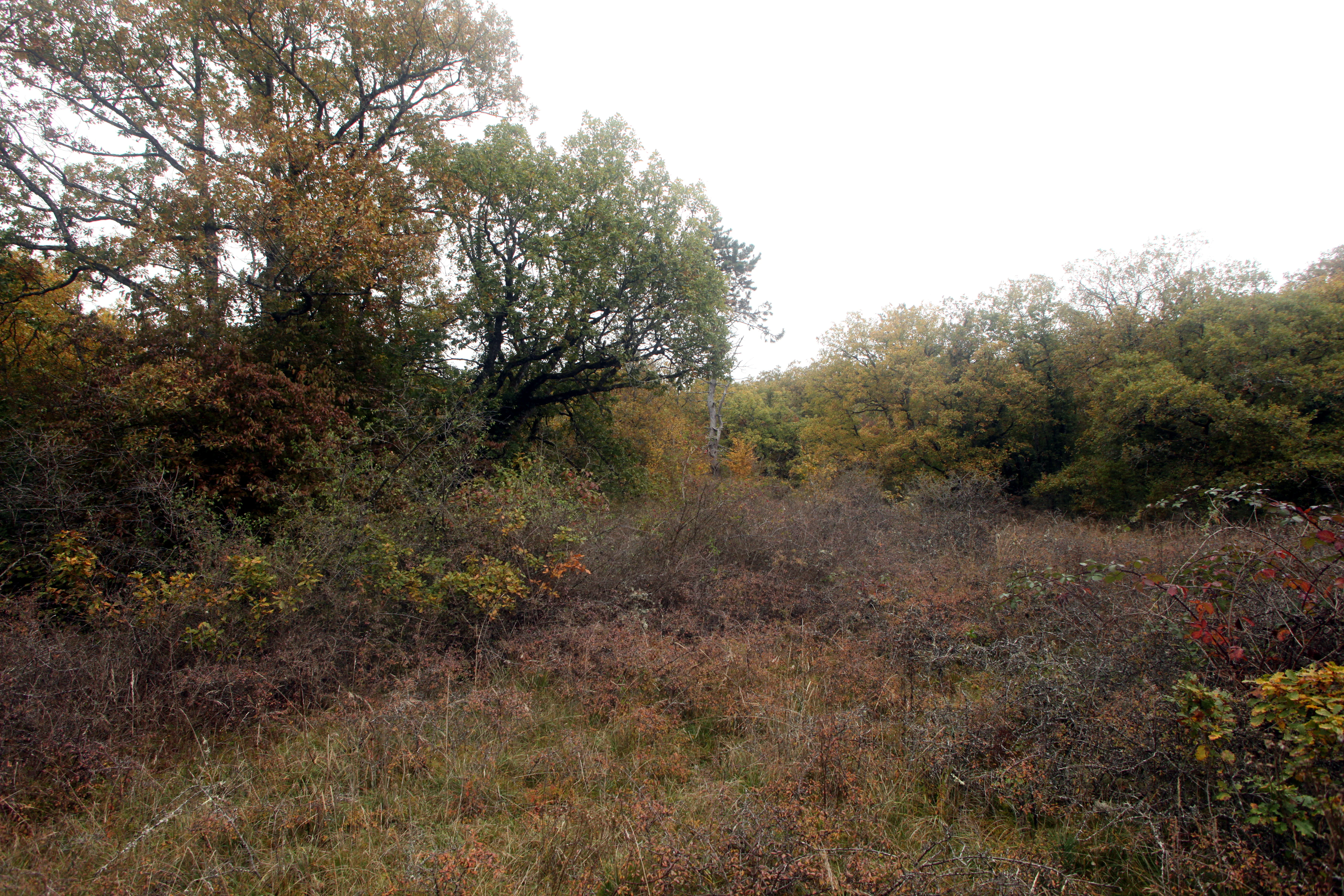 A daytime view of an autumn landscape featuring a dense cluster of deciduous trees with yellow and green foliage, bordered by lower-lying shrubbery and grasses in a nature reserve.