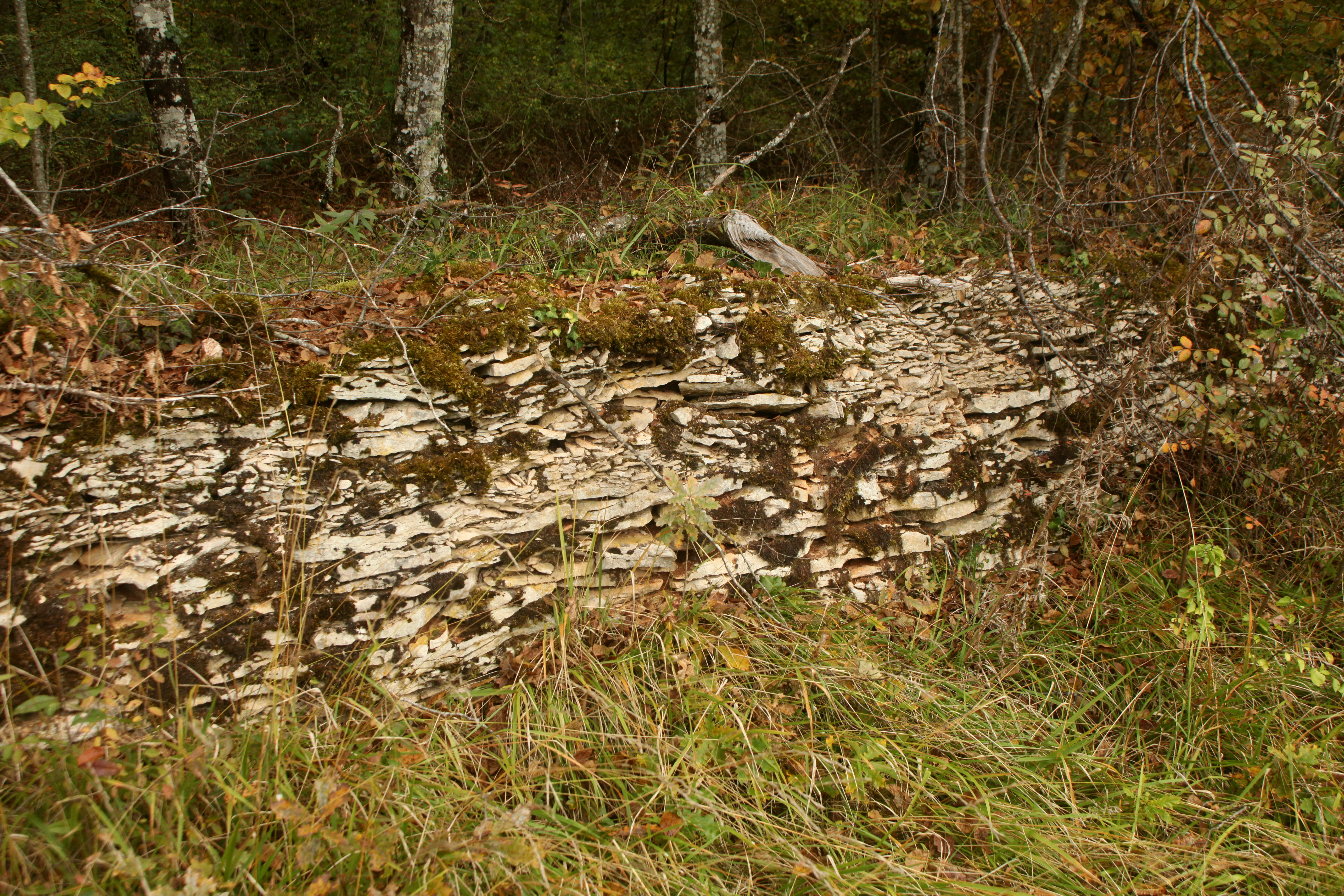 A low, weathered stone wall constructed of thin, layered limestone slabs, partially covered in green moss and surrounded by wild grasses and forest undergrowth.