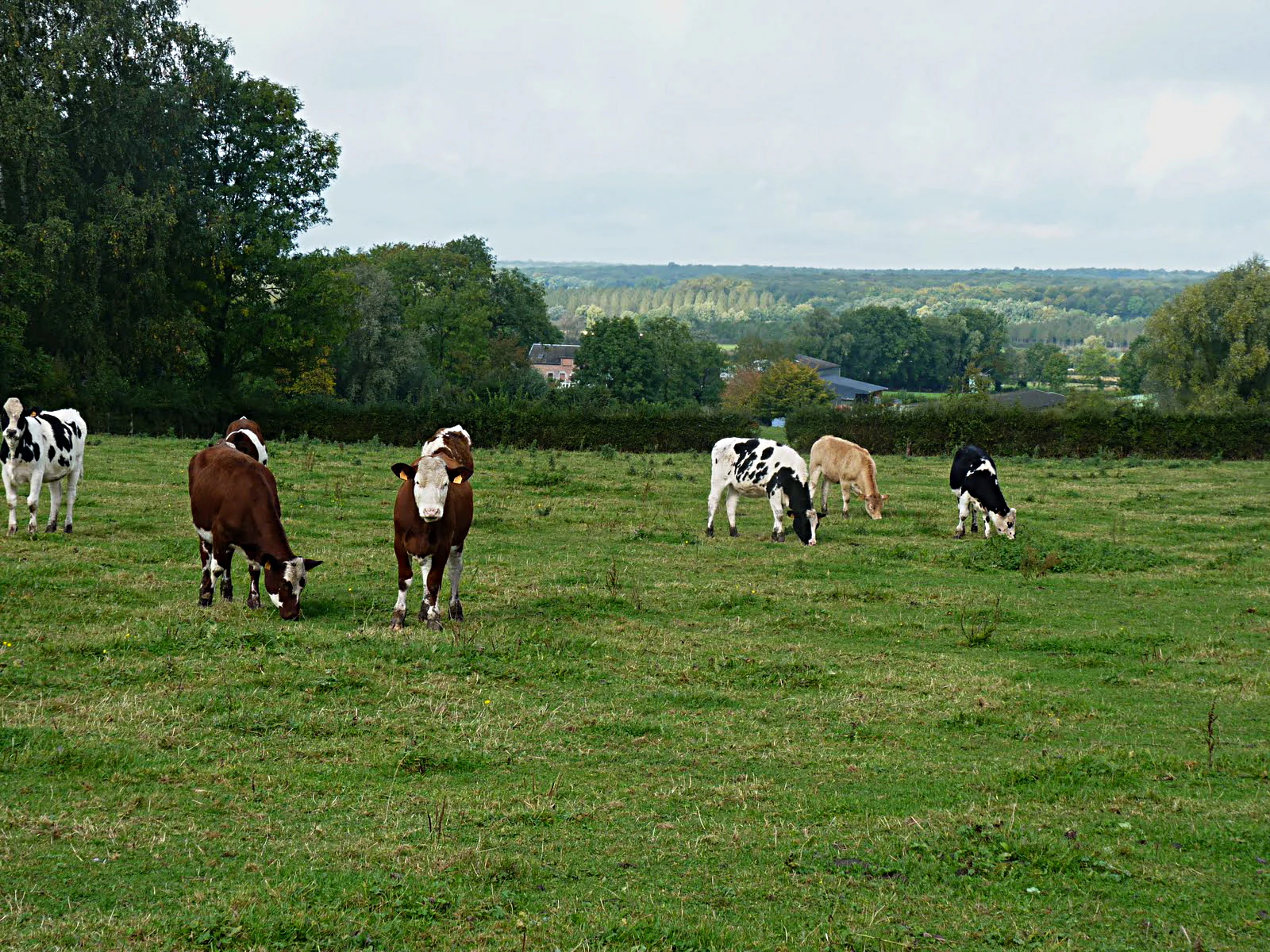 A group of cows of varying colors graze in a grassy green pasture with a valley landscape in the background under an overcast sky.