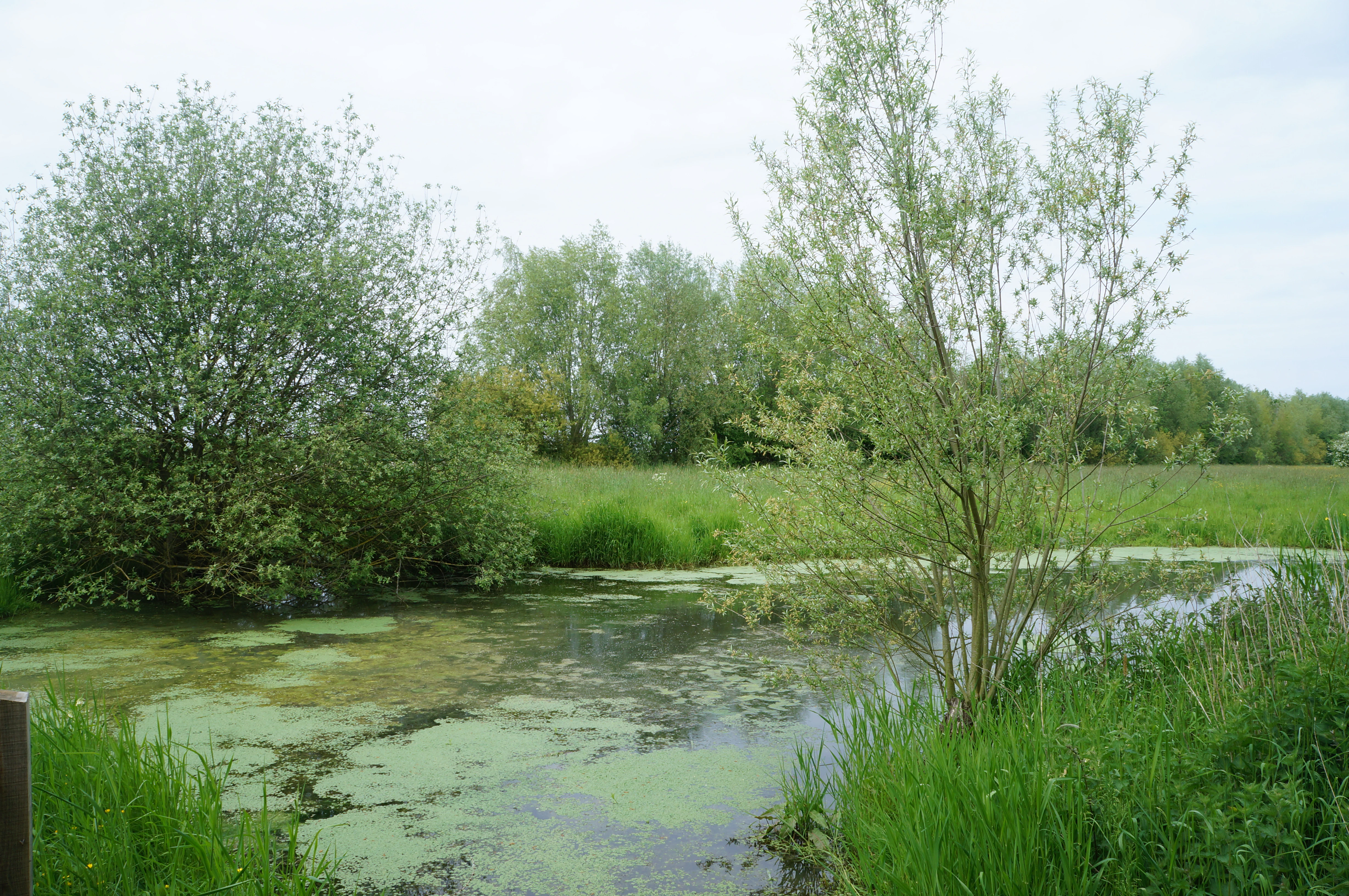 Un pequeño estanque cubierto de algas verdes se encuentra en primer plano, con hierba verde exuberante y árboles que se extienden hacia el fondo bajo un cielo nublado.