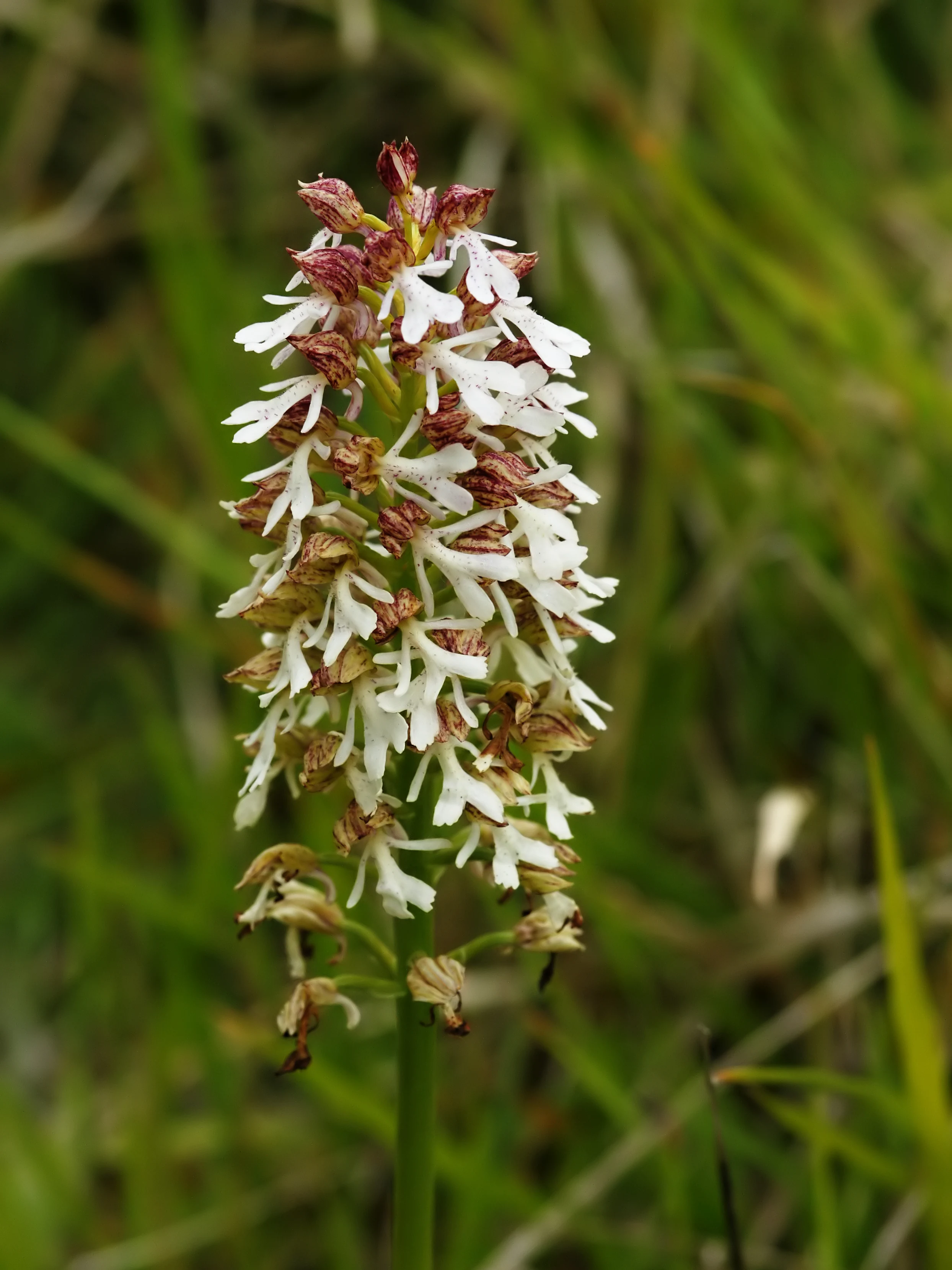 A close-up view of an Orchis x angusticruris hybrid orchid inflorescence with white and reddish-brown petals, captured against a soft-focus green grassy background.
