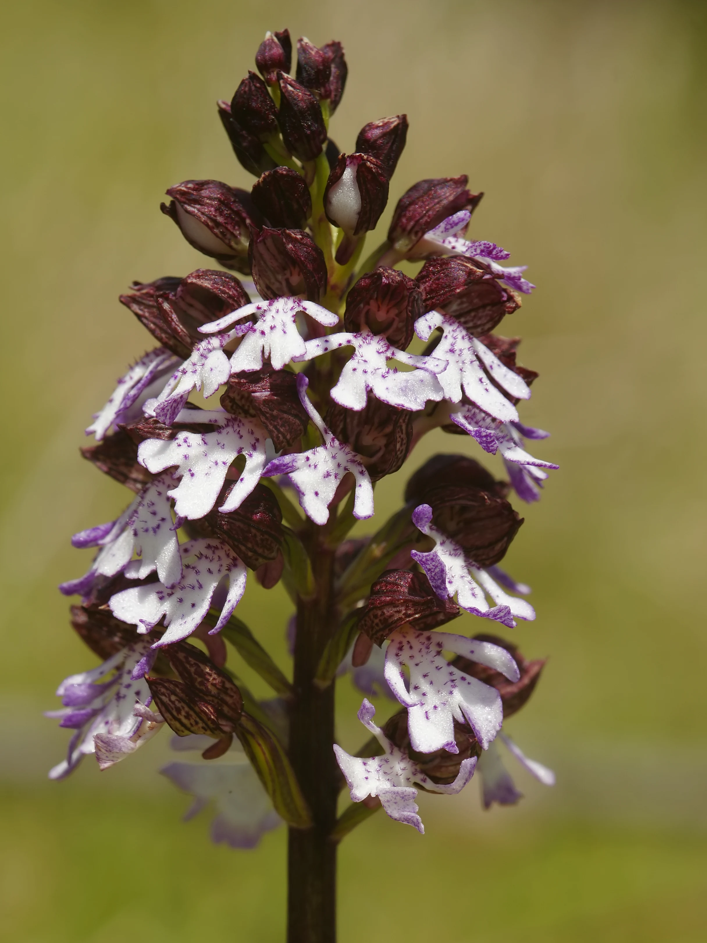 A vertical close-up of a Lady Orchid flower spike, featuring a dense cluster of purple-brown hooded flowers and white lips speckled with purple spots.