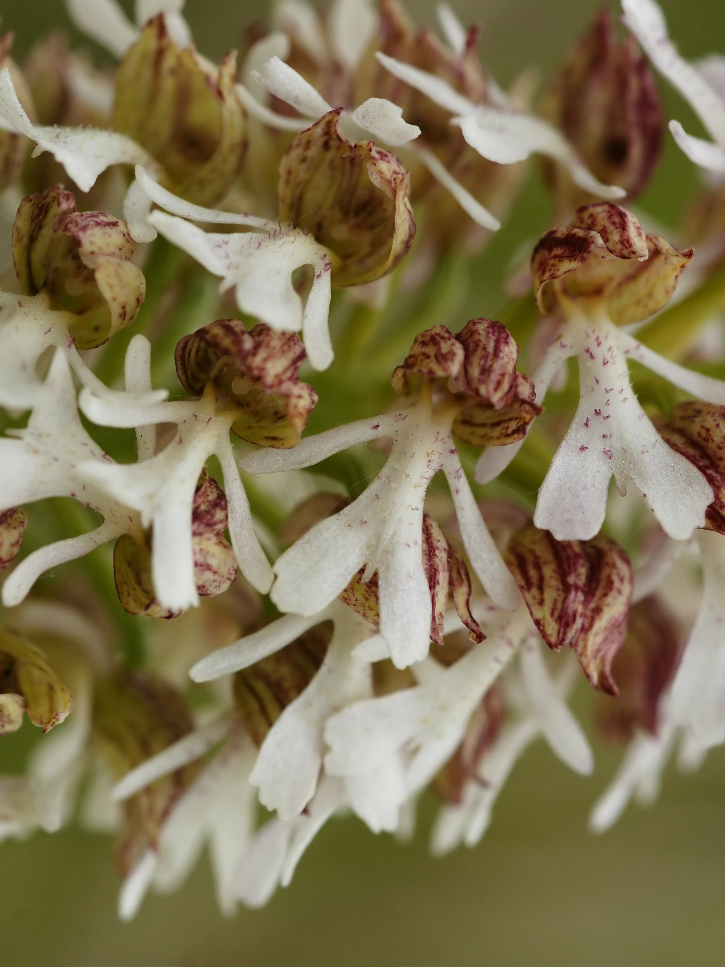 A macro shot focusing on the delicate, white and purple-spotted petals of an orchid flower cluster.