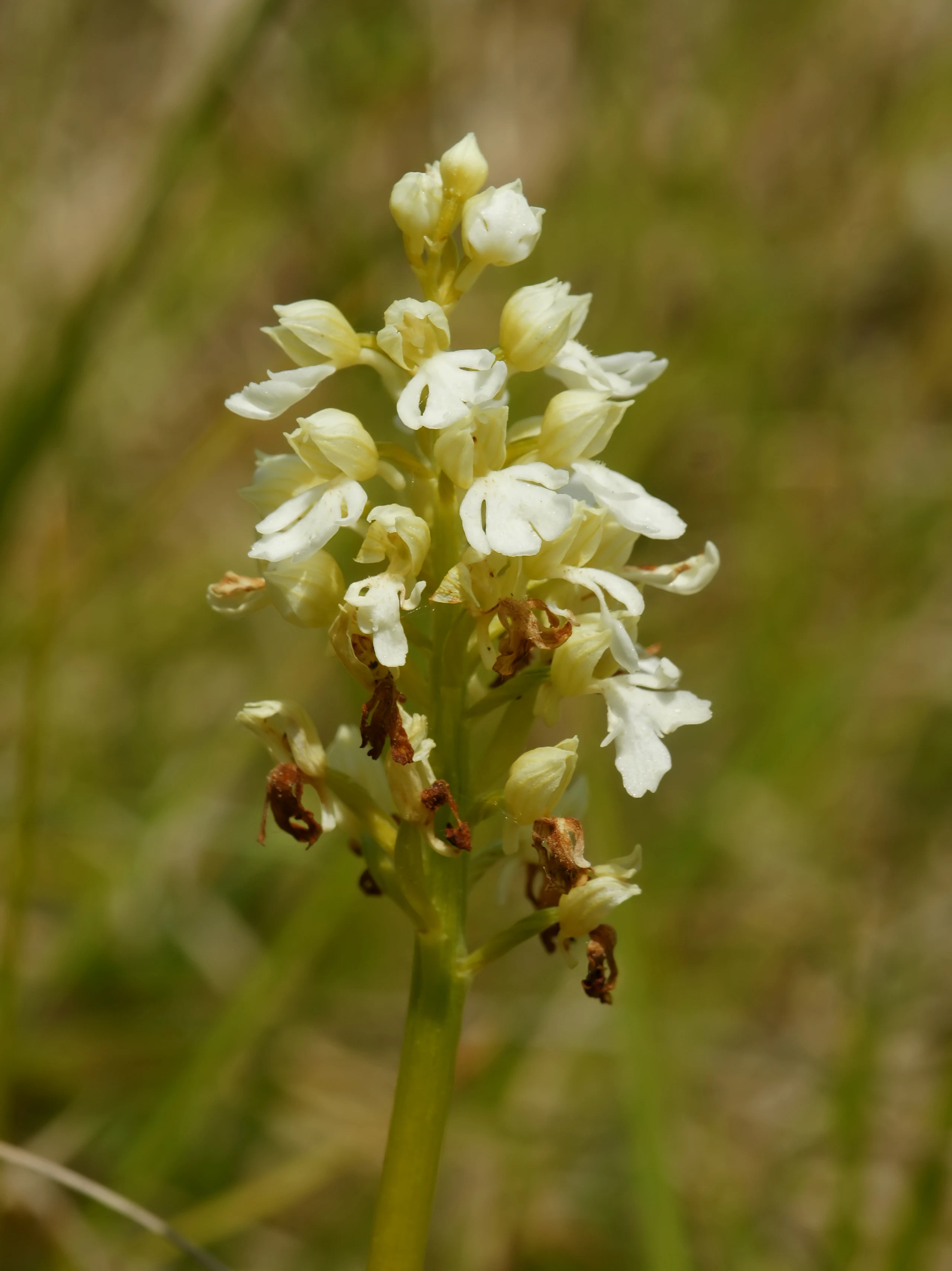 A close-up view of a Lady Orchid flower spike, showing delicate white blooms against a soft, out-of-focus green background.
