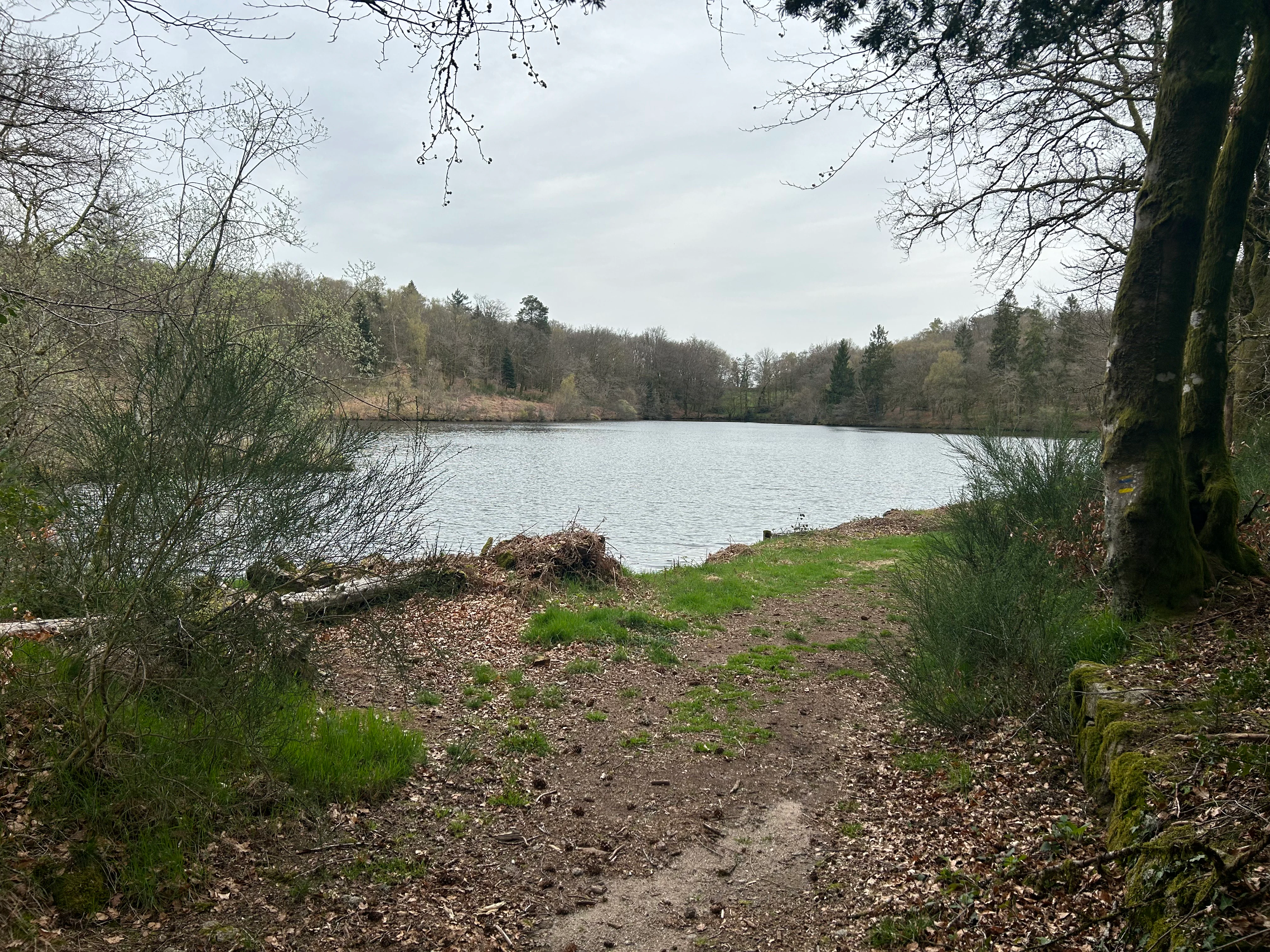 A calm lake surrounded by trees and vegetation, viewed from a dirt path in the forest.