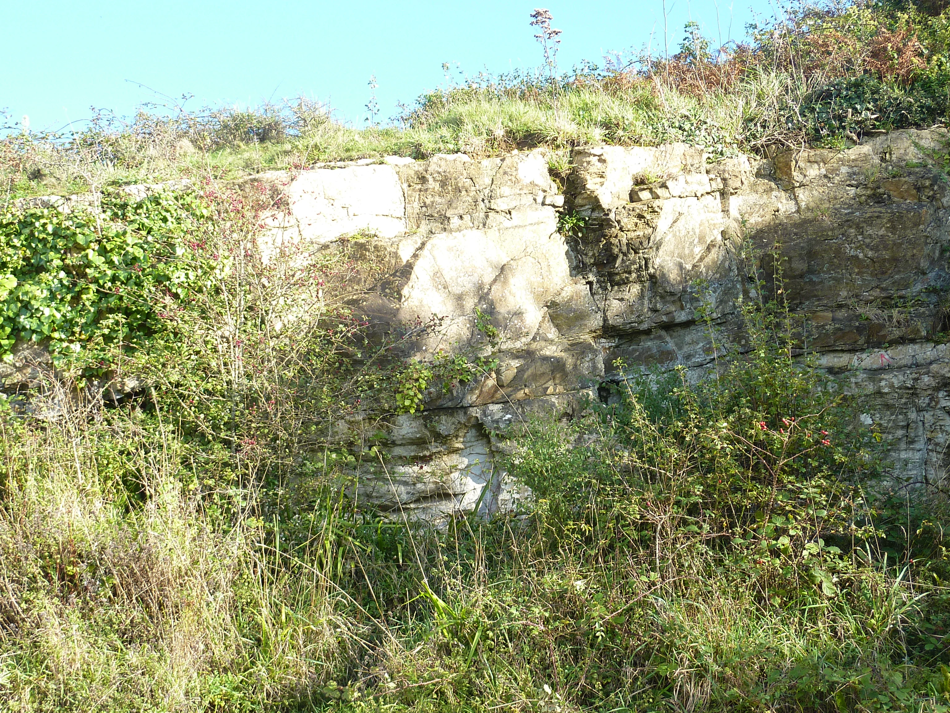 A close up view of an exposed limestone rock face partially covered by green vegetation and shrubs.
