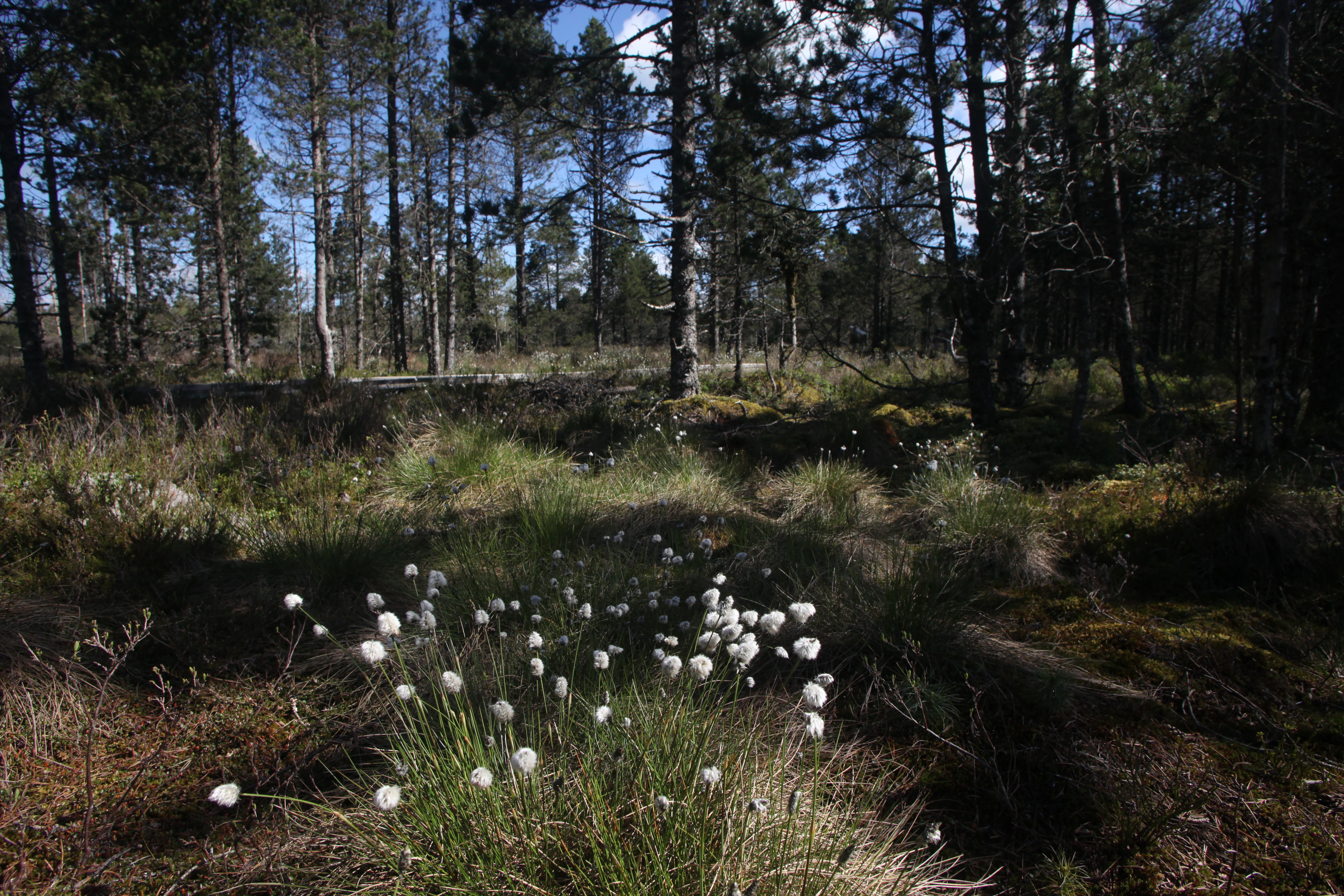 A cluster of white fluffy cottongrass blooms in the foreground, with a coniferous forest and open peatland vegetation in the background.