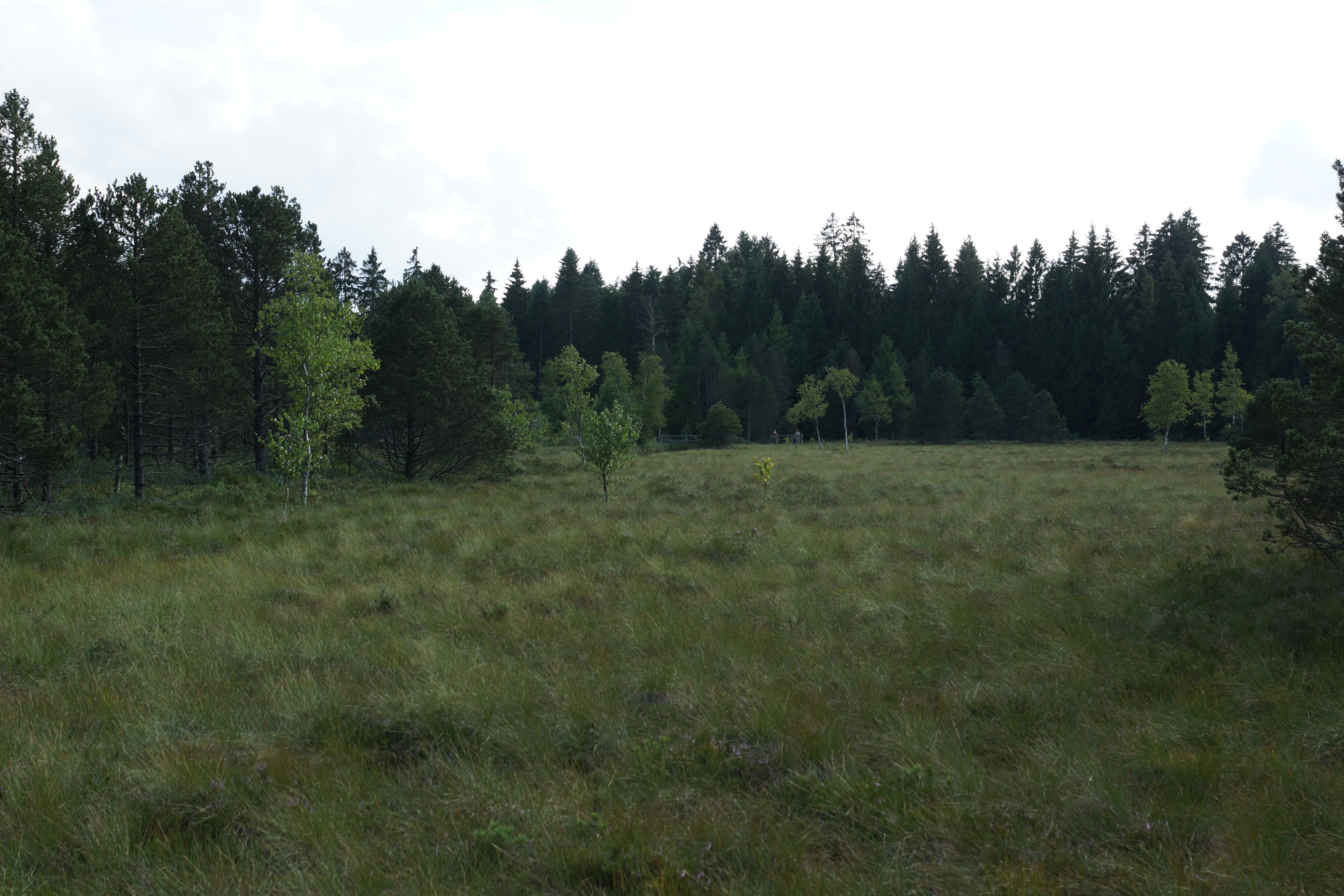 A wide, flat expanse of grassy peat bog surrounded by a dense coniferous forest under an overcast sky.
