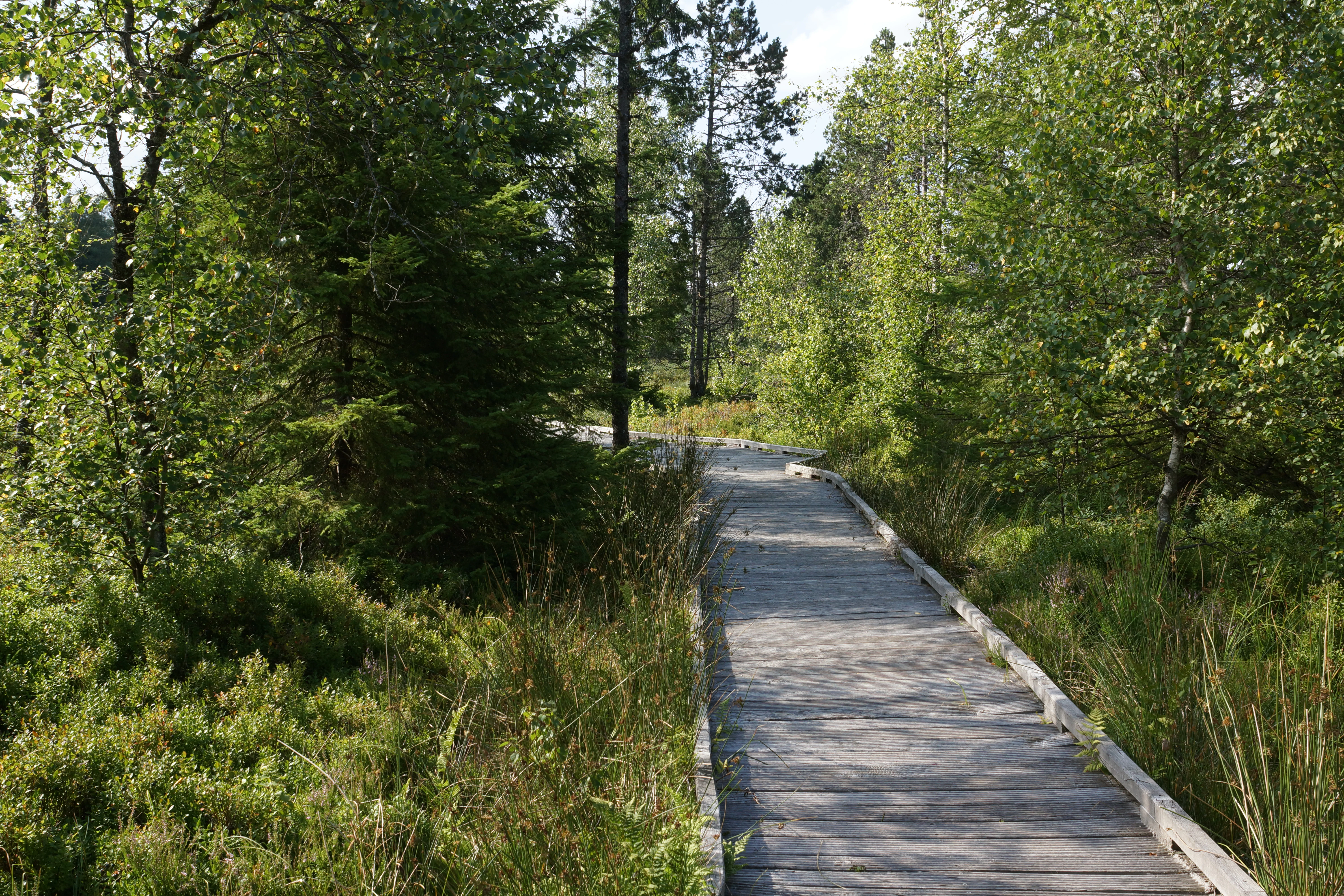 A weathered wooden boardwalk trail leading into a green forest and peat bog area.