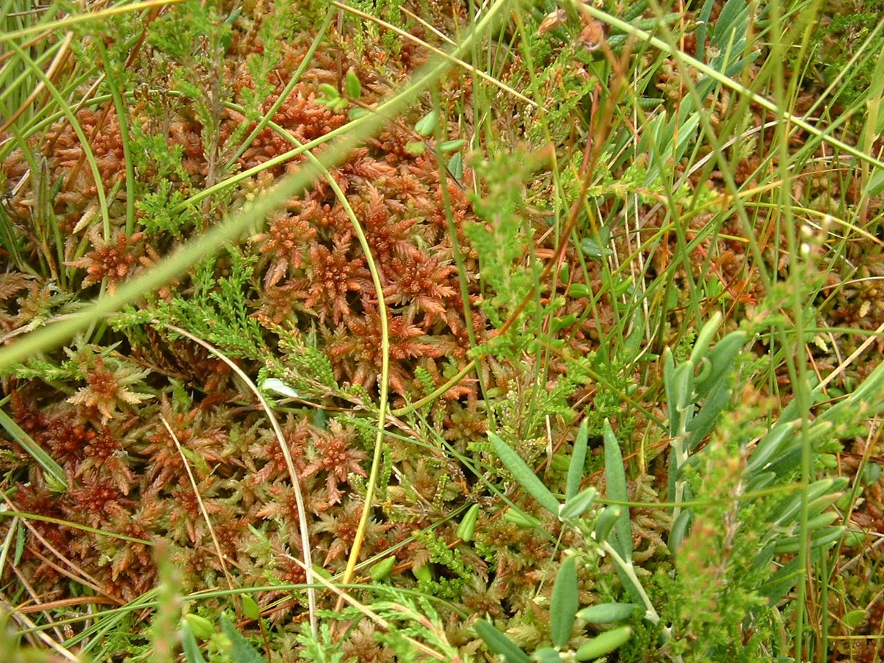 A close-up, high-angle shot of reddish-brown sphagnum moss growing amidst green grasses and low-lying bog vegetation.