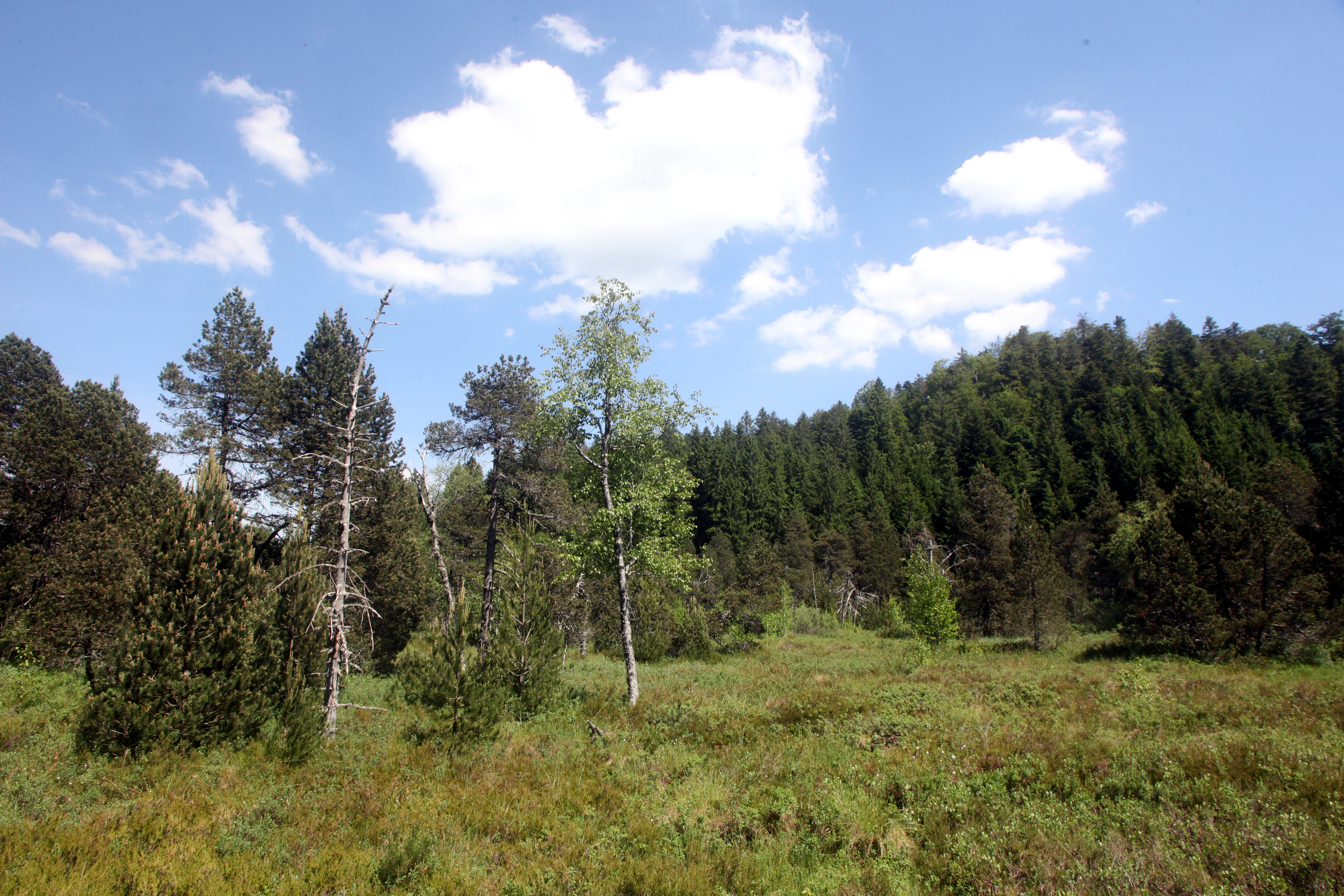 A meadow of low green vegetation and small trees under a blue sky with scattered white clouds, backed by a dense forested hillside.
