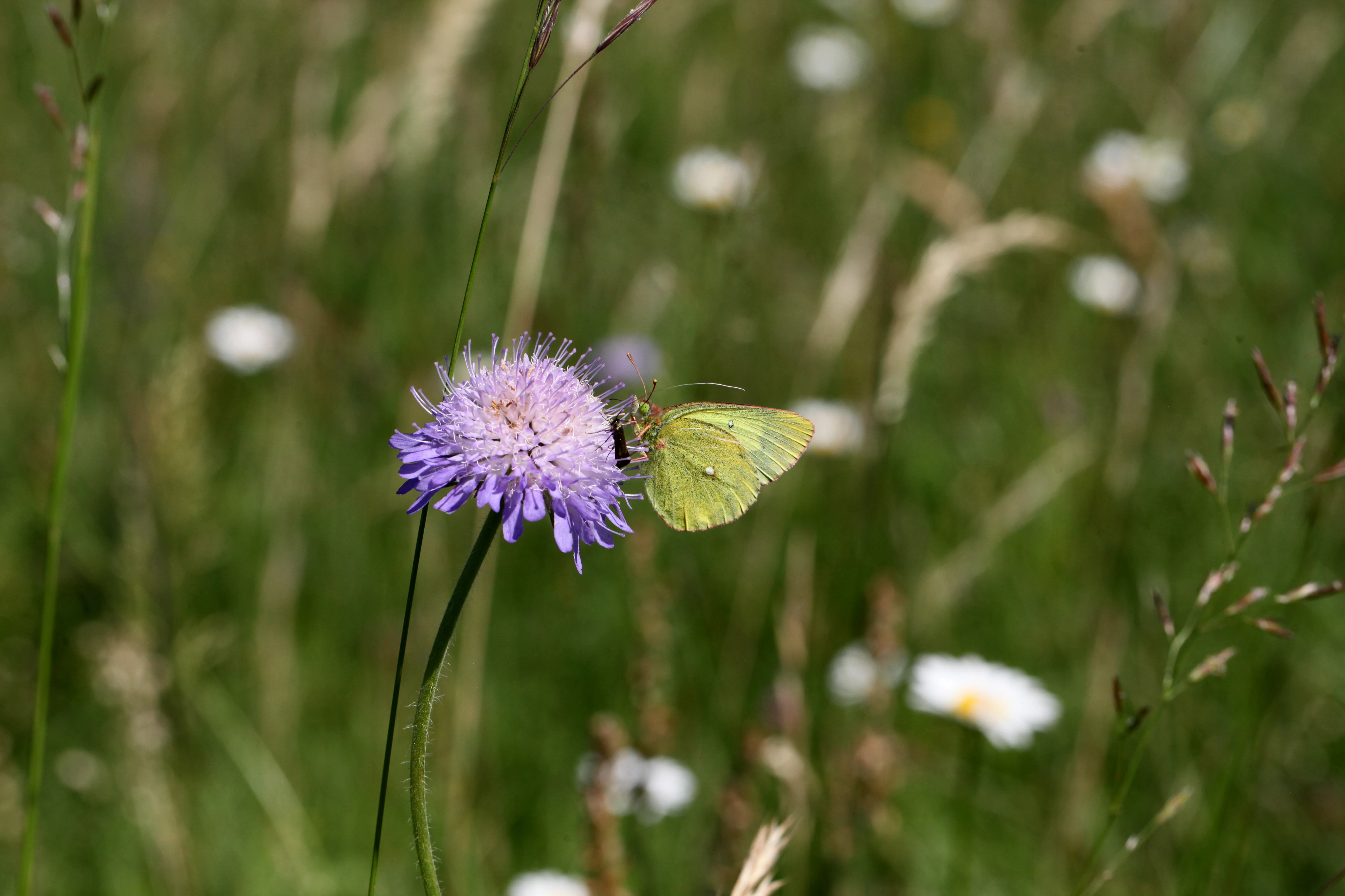 A pale yellow butterfly, specifically a Moorland Clouded Yellow, perched on a light purple scabious flower in a green meadow.