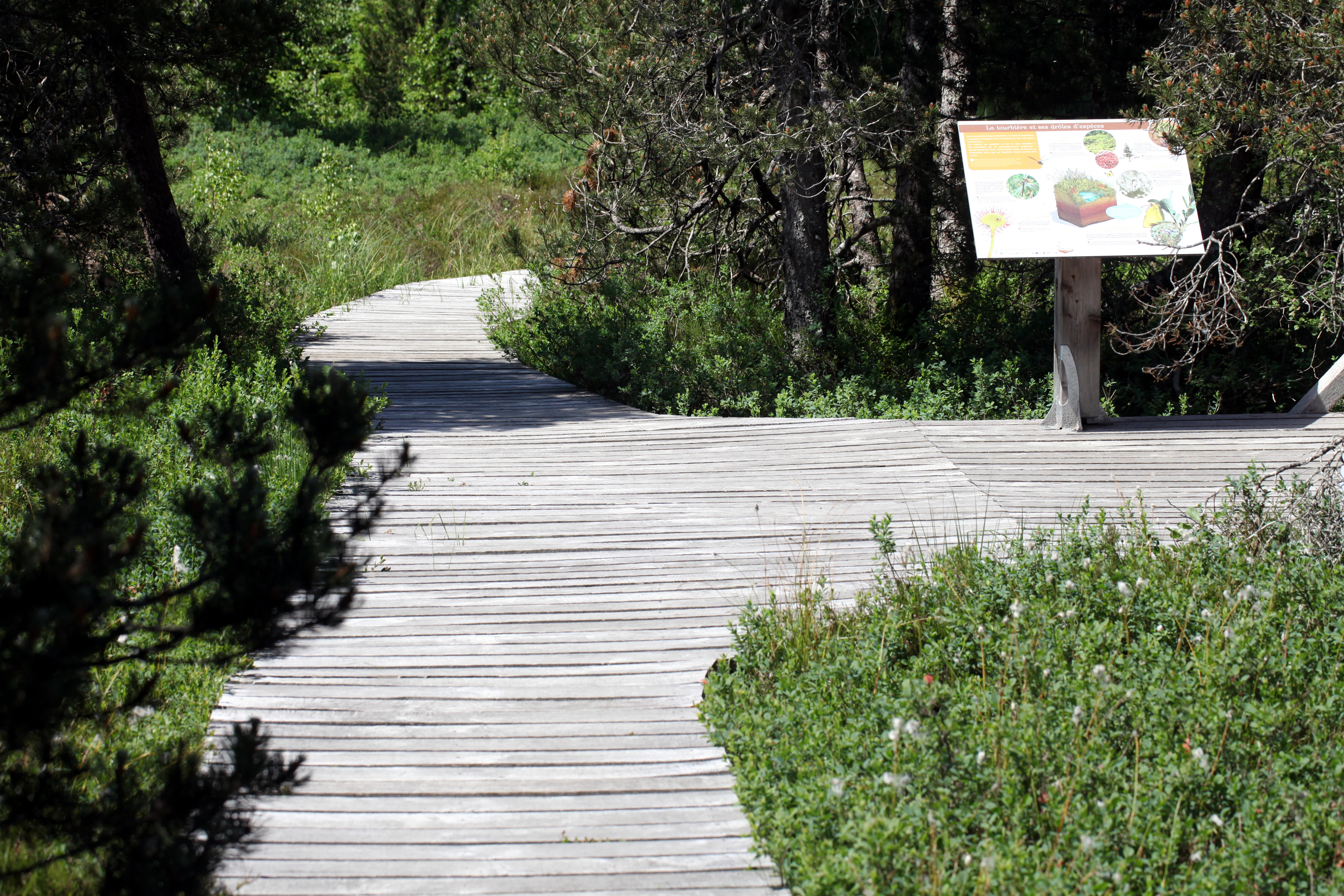A wooden boardwalk trail snakes through a lush green landscape with low-lying vegetation and a small information sign mounted on a post at the trailside.