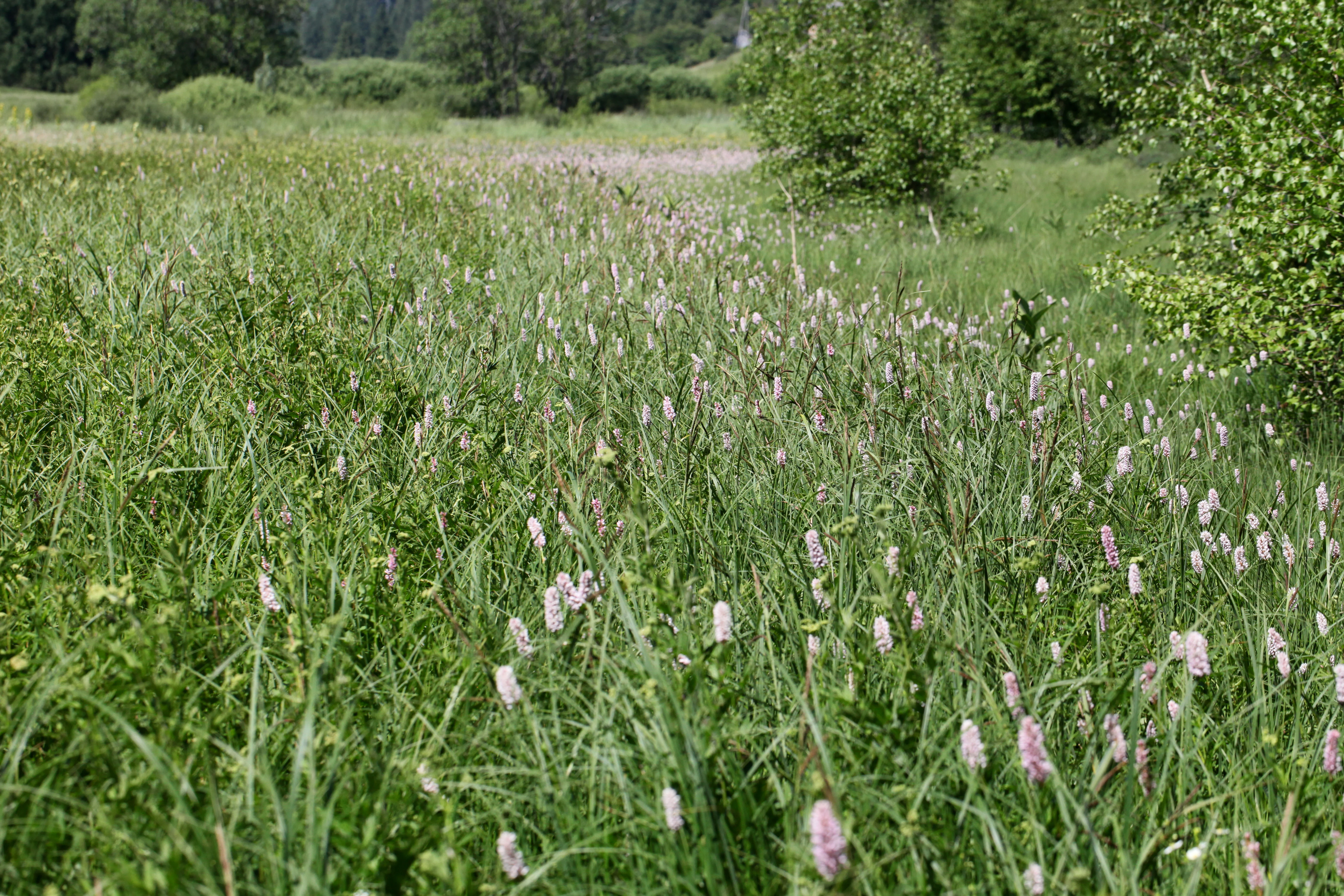 A wide-angle, slightly elevated view of a vibrant green meadow filled with tall grass and clusters of pale pink wildflowers, with shrubs and forest visible in the background.