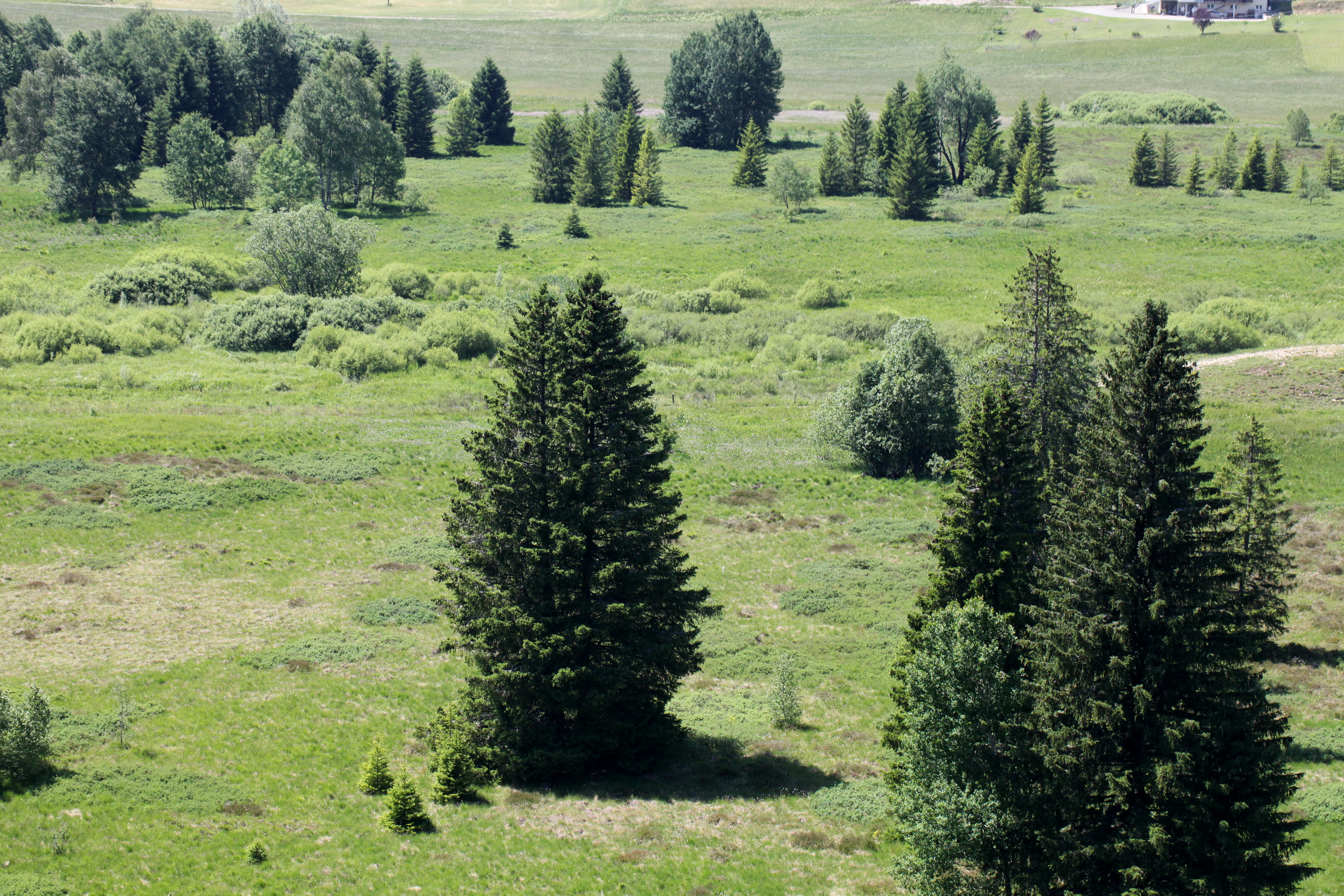 A wide, high-angle view of a green valley dotted with scattered evergreen trees and wetlands, as seen from an overlook.
