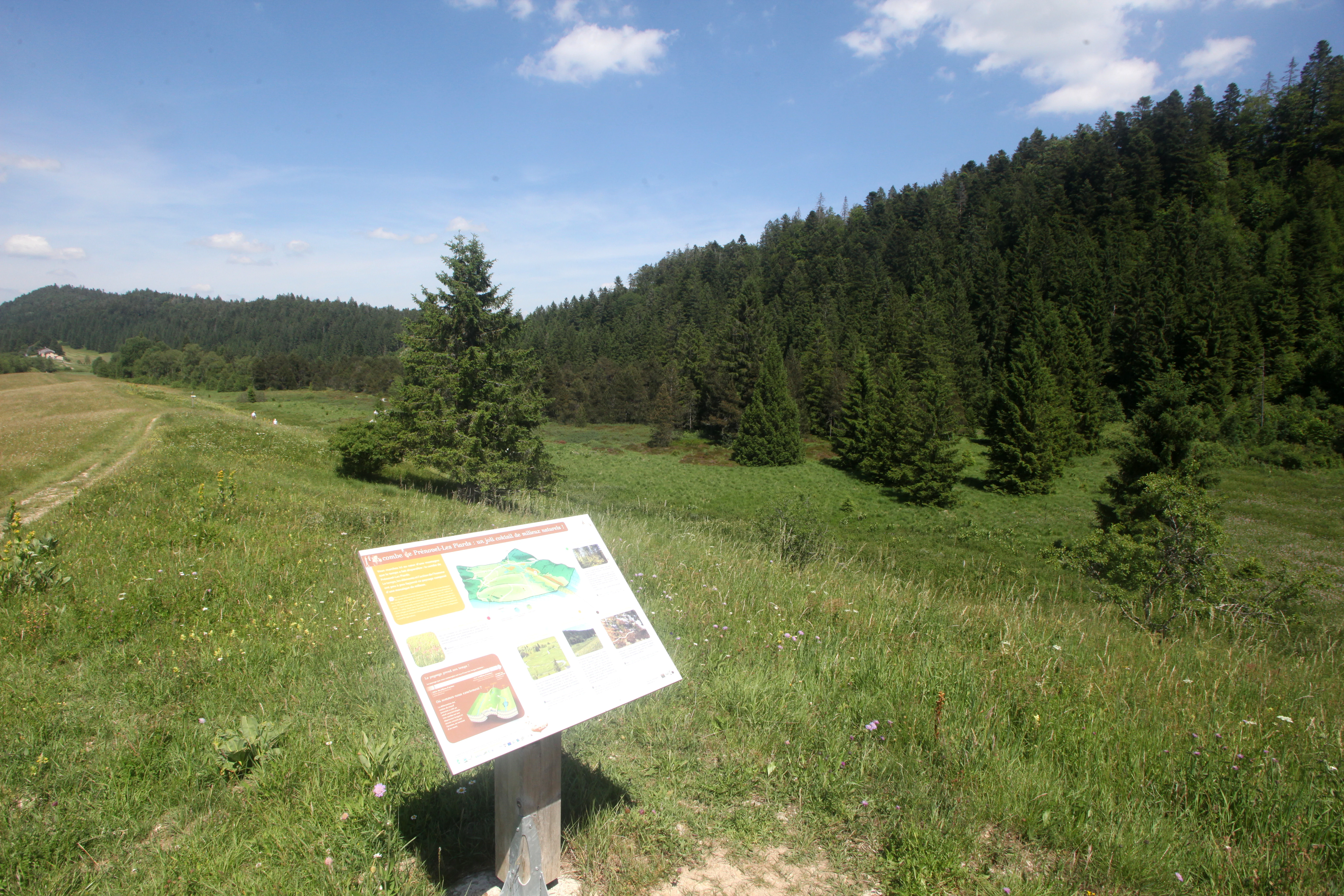 An information sign stands in a grassy meadow with a coniferous forest and rolling hills in the background.