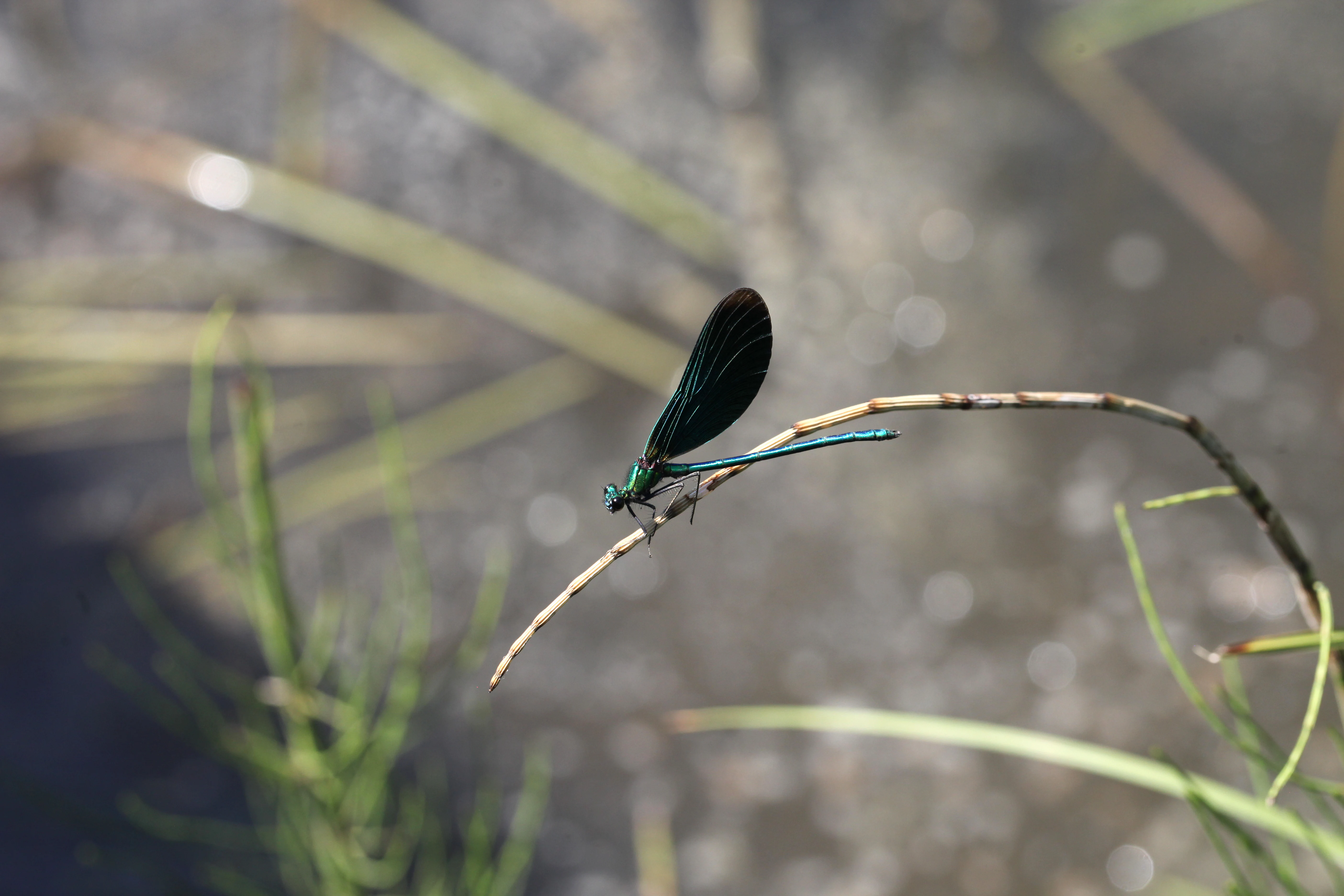 A vibrant blue-green metallic damselfly with dark wings resting on a thin dry plant stem above a blurred water surface.