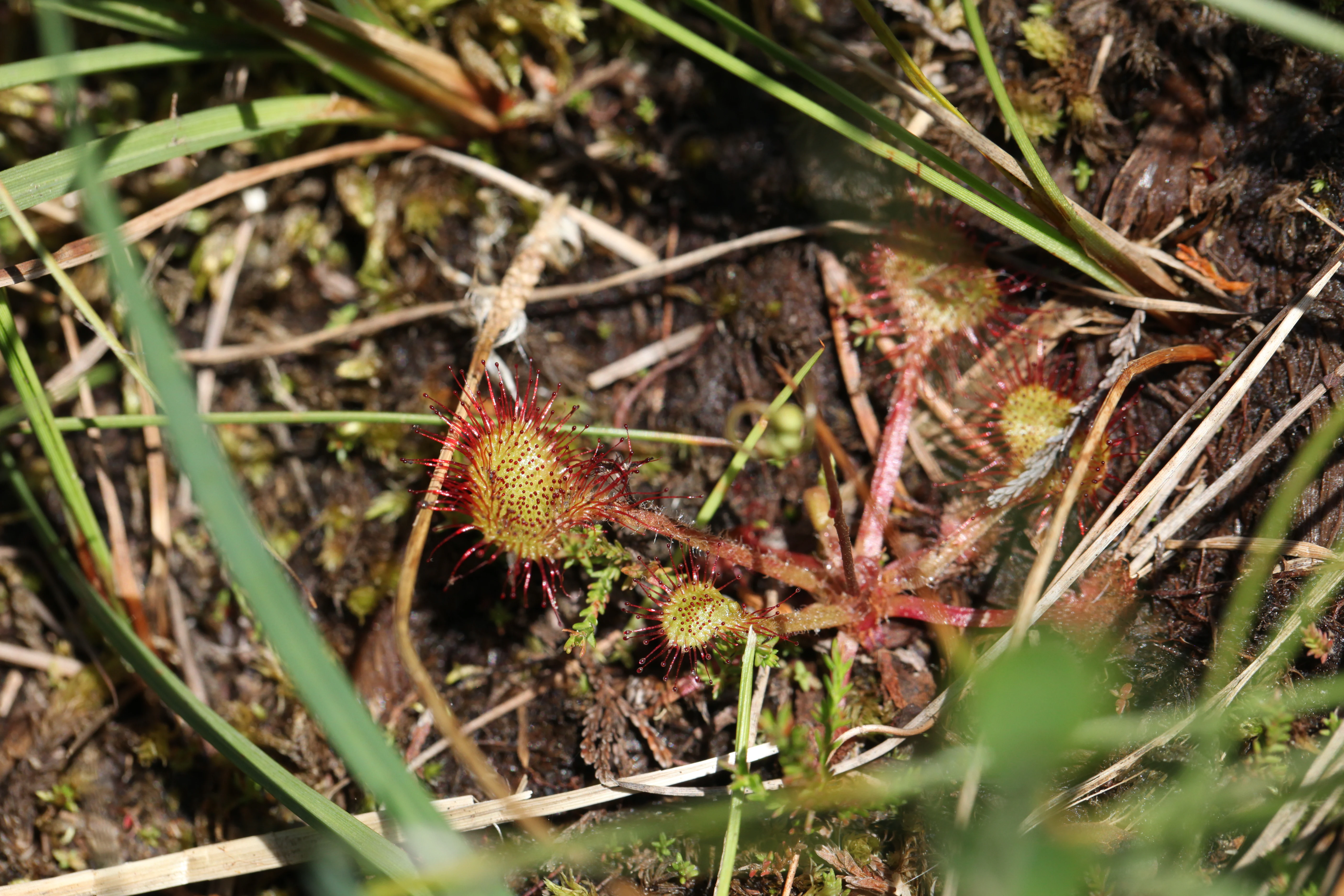 A close-up view of a sundew plant with small, circular, sticky red-glandular leaves growing in wet soil among grasses and mosses.