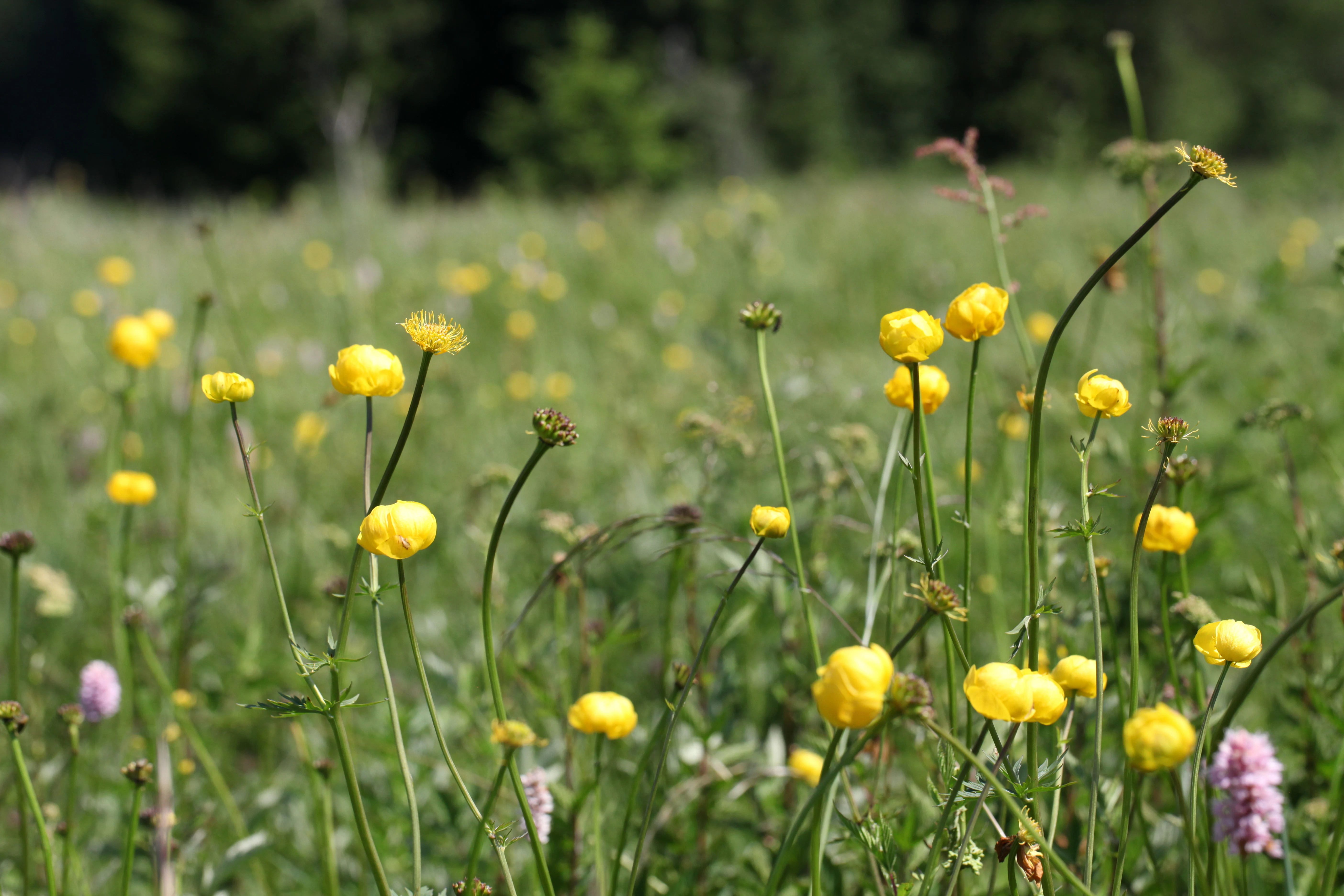 Close-up view of bright yellow globeflowers with spherical petals growing in a lush green meadow, with a soft-focus forest background.