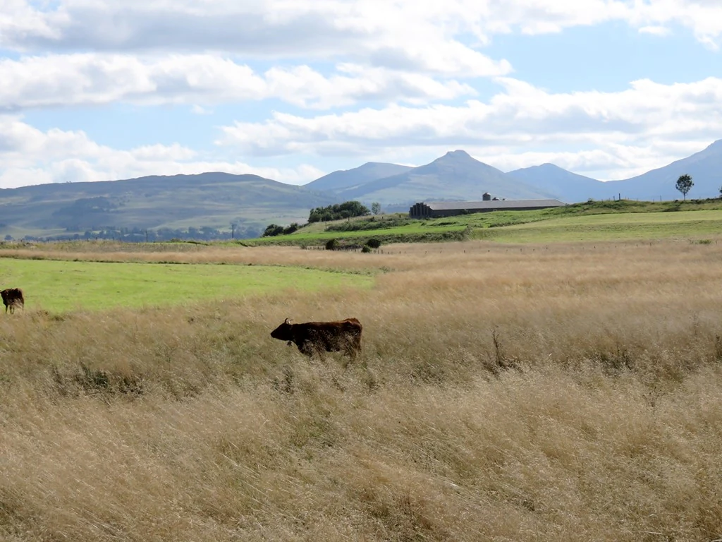A wide outdoor shot of a grassy, golden-brown meadow with cattle grazing; mountains are visible in the far background under a blue sky with white clouds.