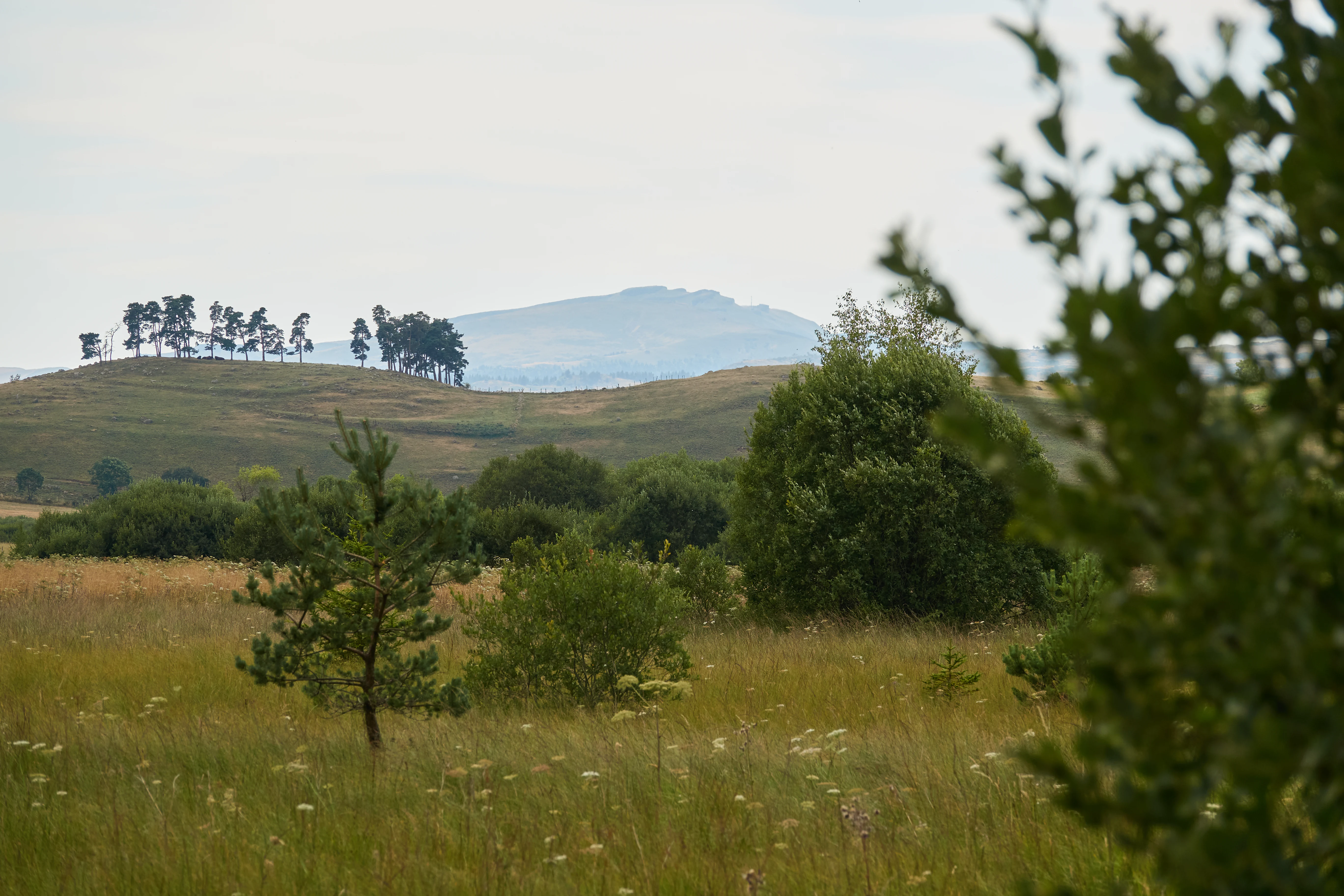 A wide landscape view featuring rolling grassy hills, scattered shrubs, and a line of trees on a small rise under a cloudy sky.