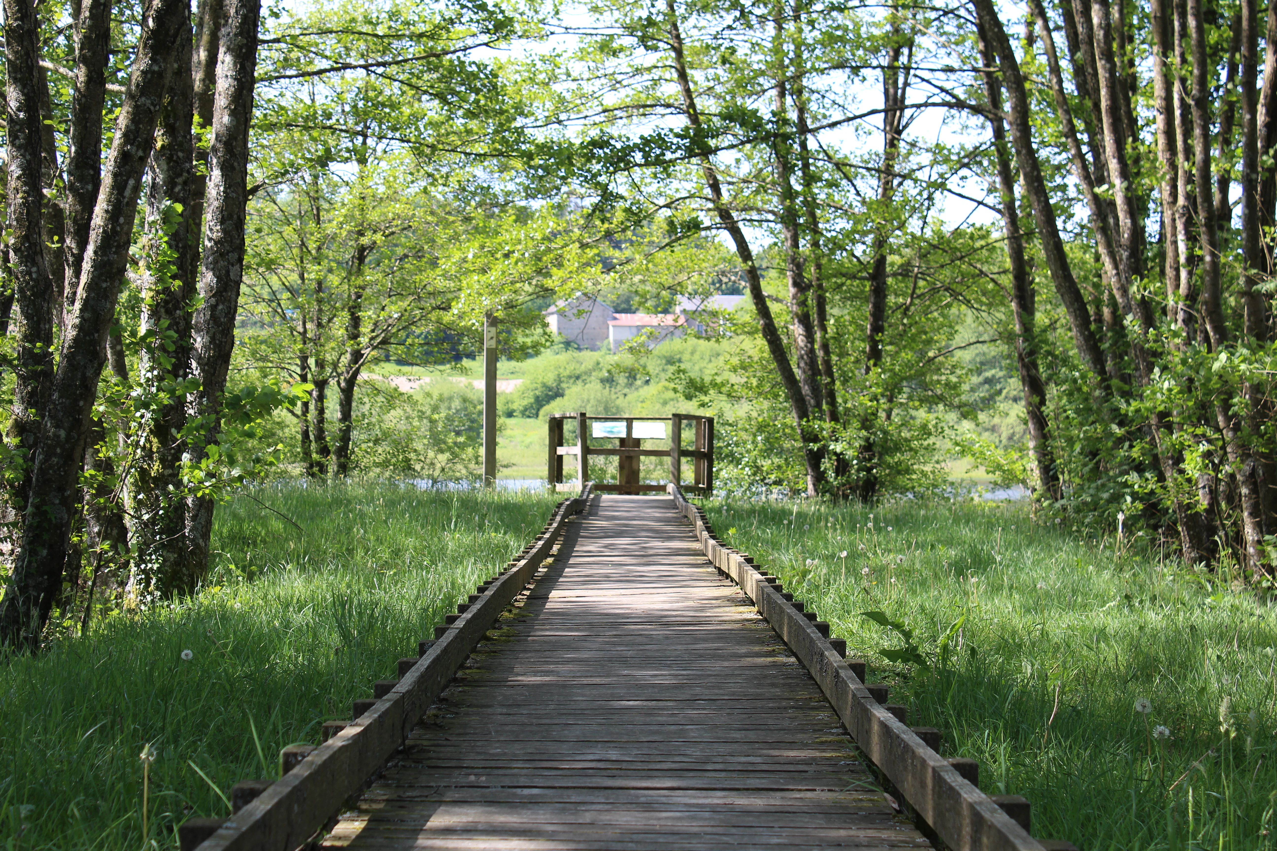 A wooden boardwalk stretches through a green grassy area flanked by trees, ending at a small wooden viewing platform overlooking water.