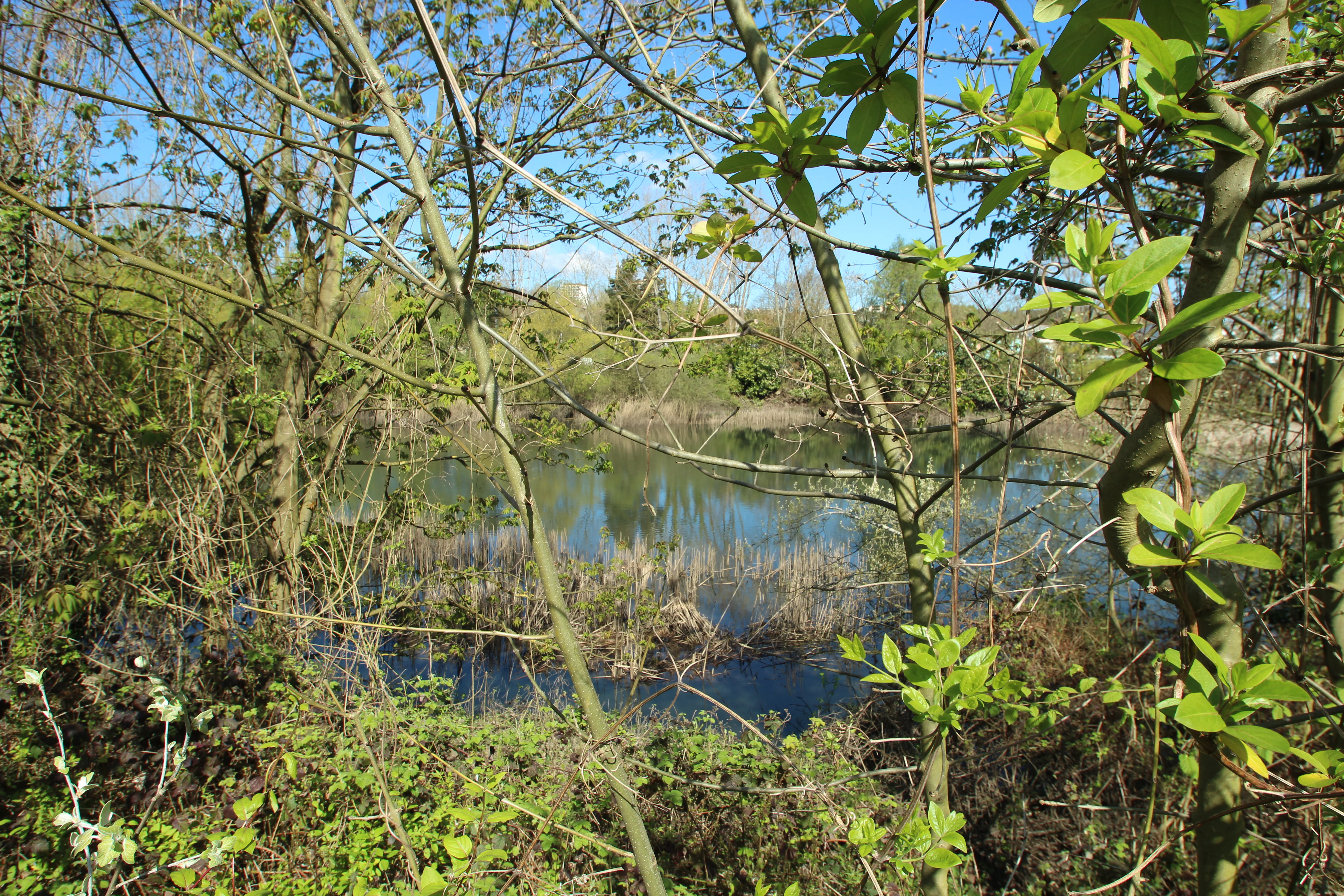 A view through dense spring foliage of a calm wetland pond surrounded by trees and shrubs in the Bièvre Basin Nature Reserve.