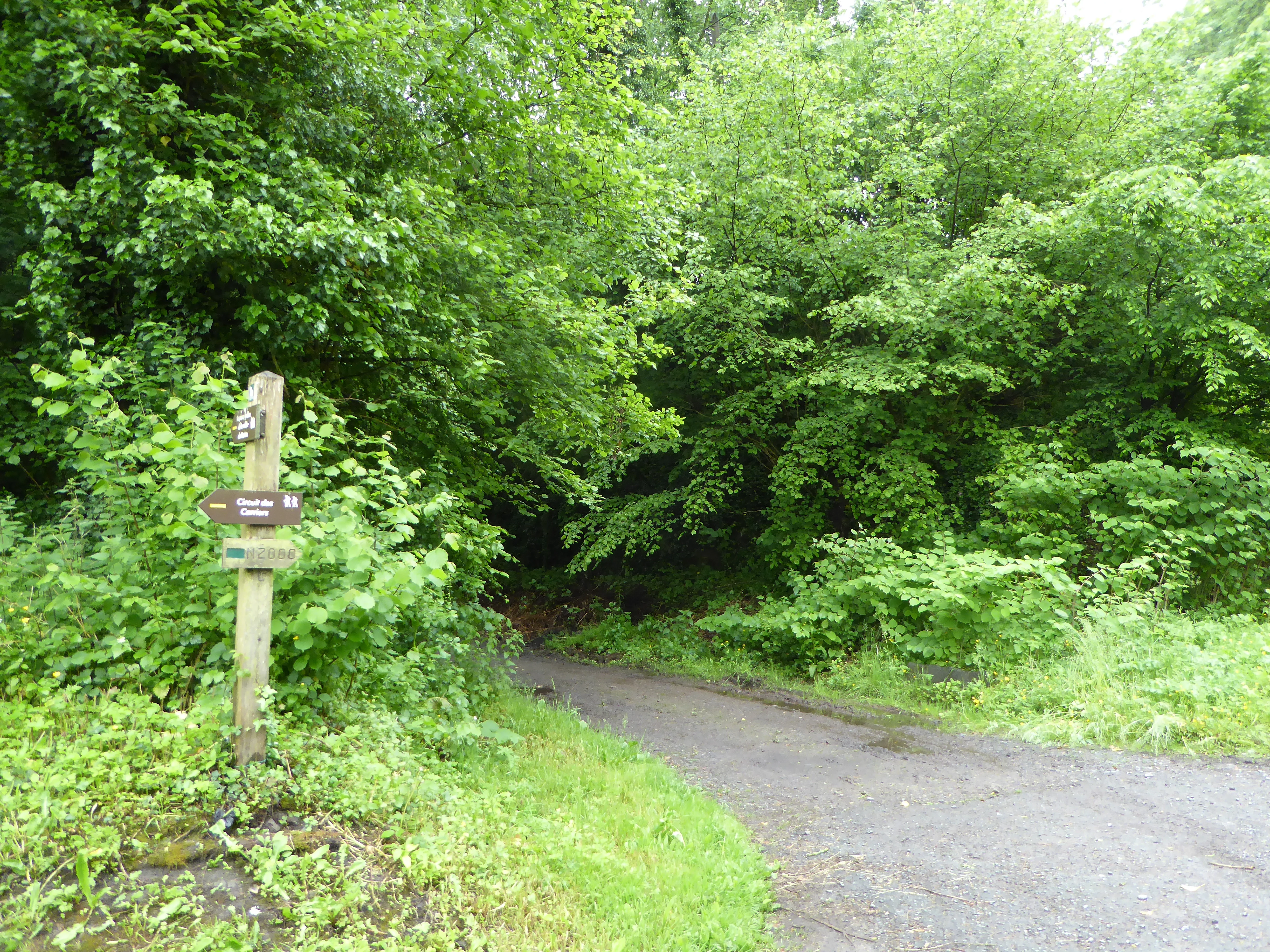 A gravel path curves into a dense green forest, with a wooden signpost bearing directional markers on the left side of the trail.