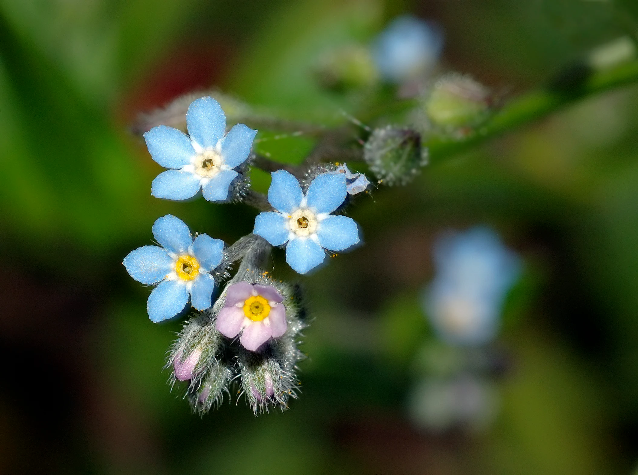 A close-up photograph of small blue flowers with yellow centers and pinkish buds on a hairy green stem against a blurred green background.