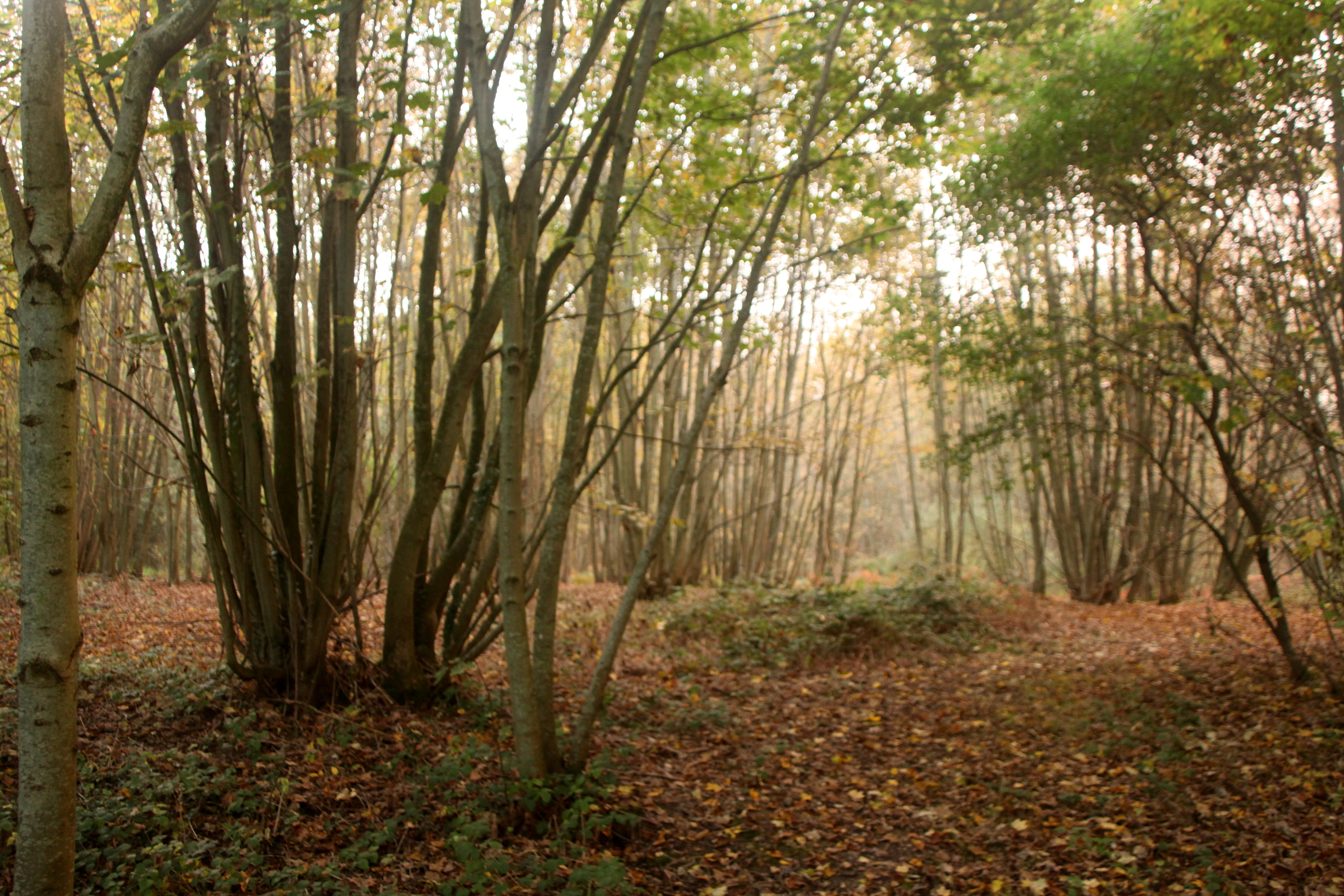 Una arboleda de árboles caducifolios con follaje otoñal claro y una alfombra de hojas marrones caídas en el suelo del bosque.