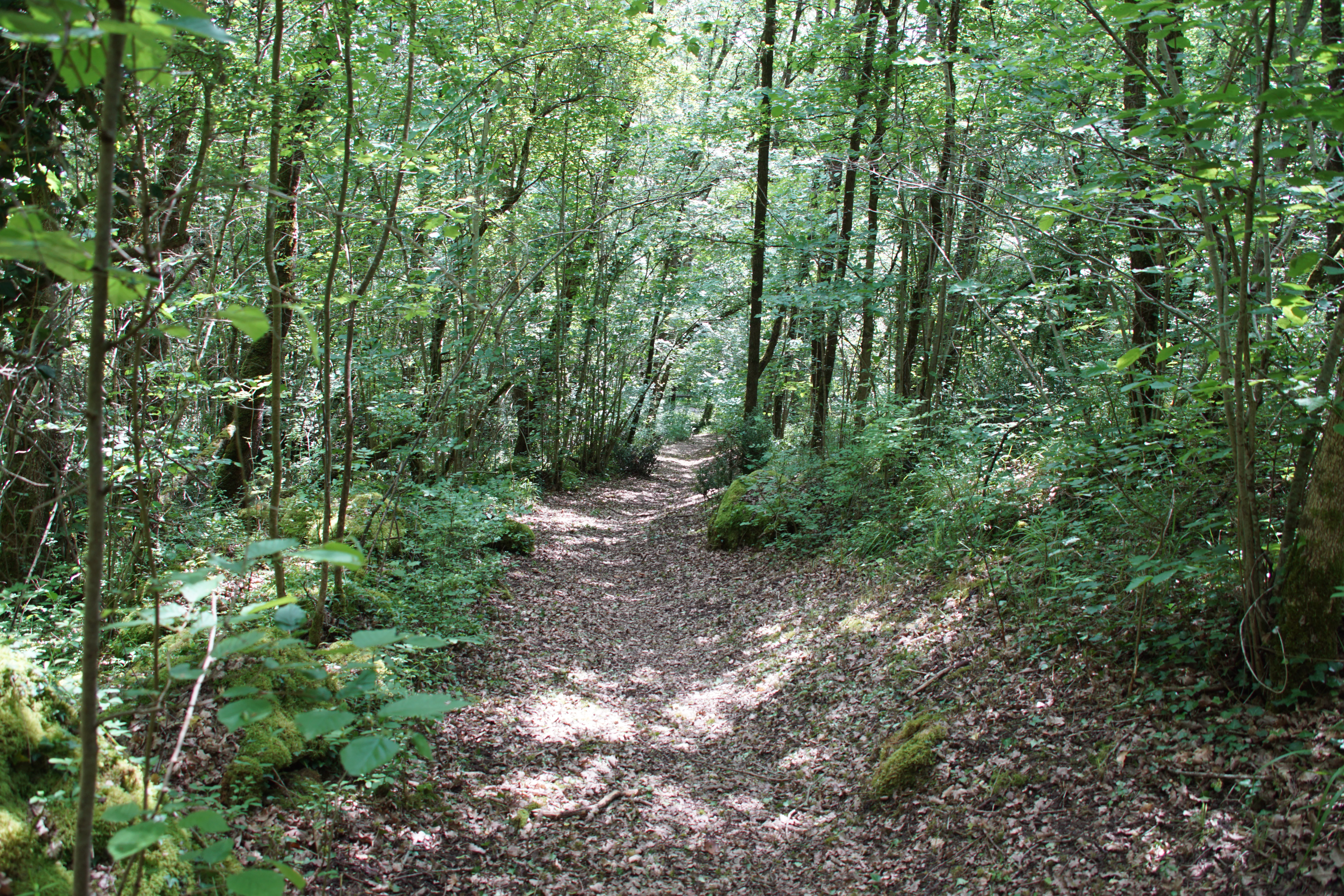 A narrow dirt trail covered in fallen leaves travels through a lush, green deciduous forest with dappled sunlight filtering through the canopy.