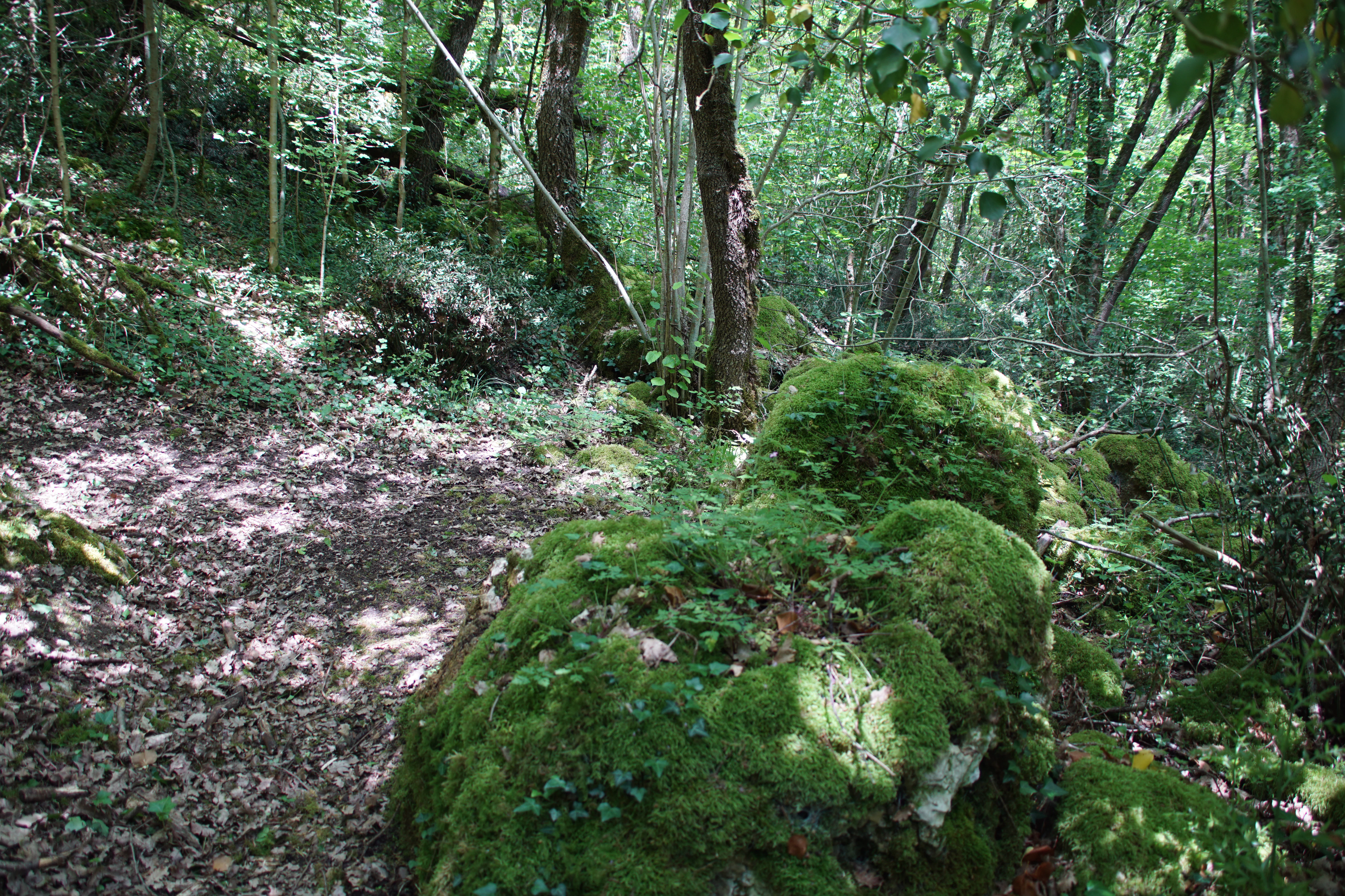 A path winds through a dense green forest, with large moss-covered boulders bordering the trail.