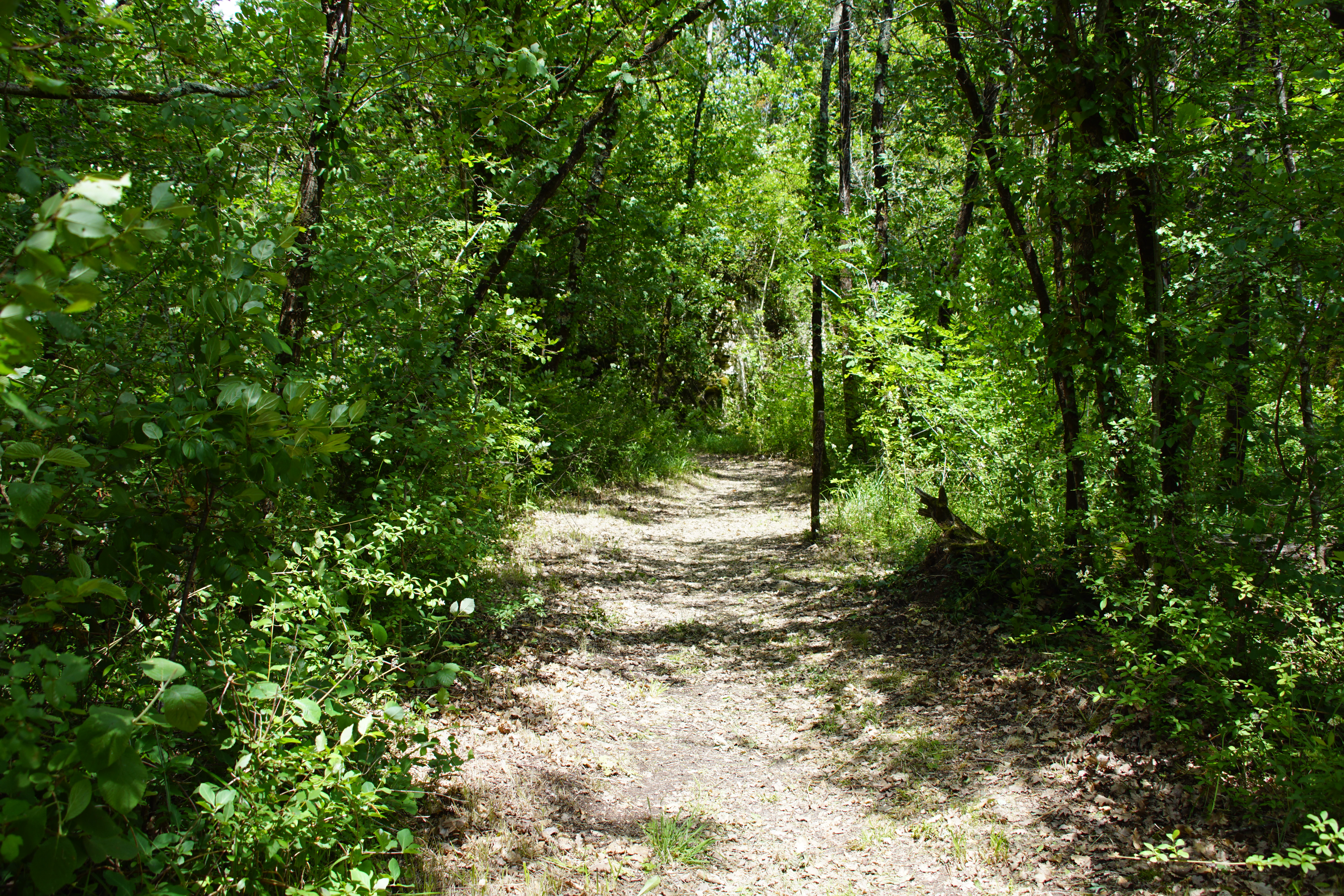 A narrow dirt trail leads into a dense, green deciduous forest with dappled sunlight filtering through the canopy.