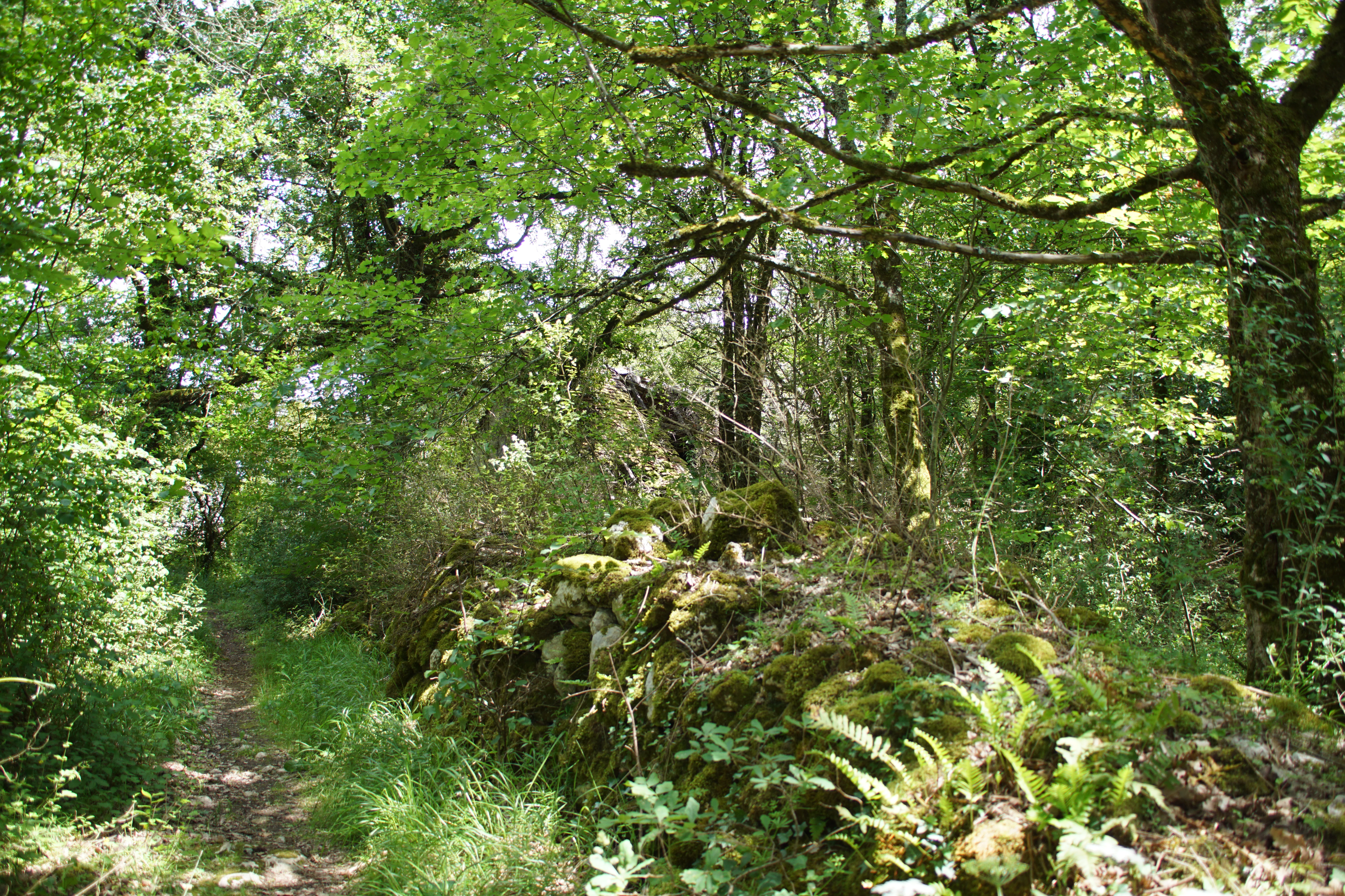 A narrow dirt path leads through a lush green deciduous forest, with a prominent moss-covered stone bank or rock formation on the right side.