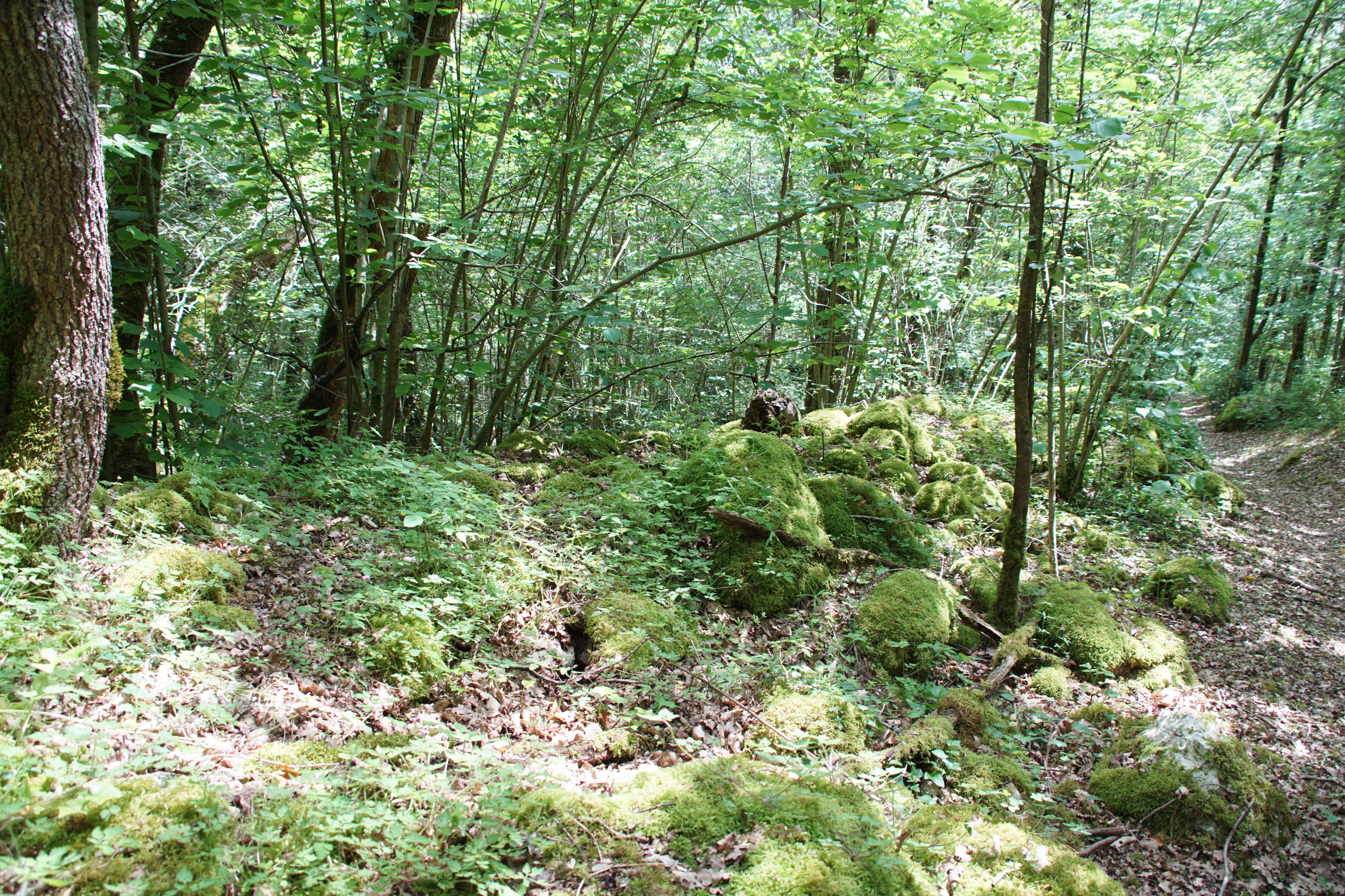 A forest floor covered with mossy rocks and a narrow dirt trail winding through a dense canopy of deciduous trees.
