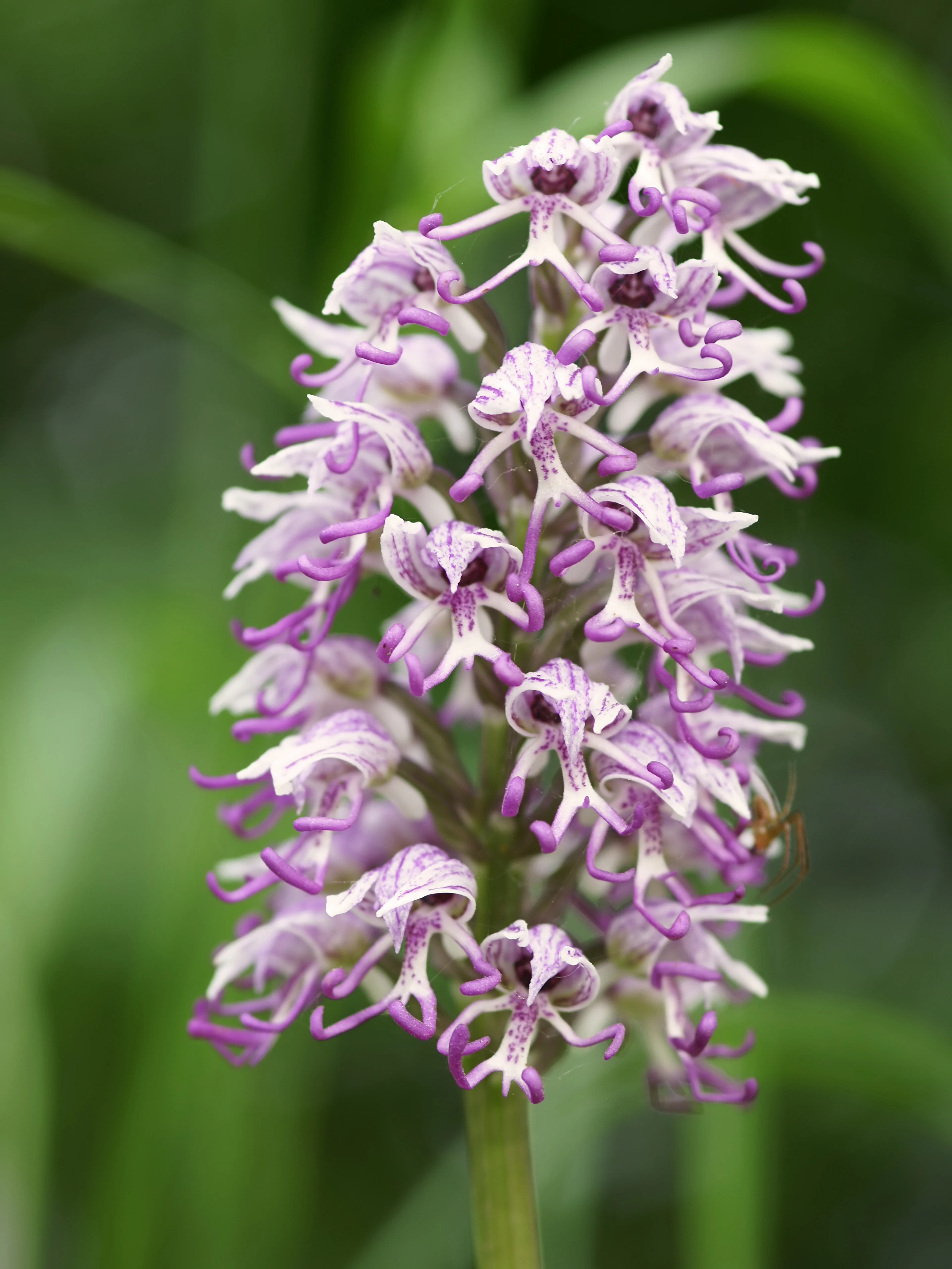 A close-up photograph of a Monkey orchid (Orchis simia) flower stalk featuring many small, light purple and white, patterned flowers against a soft-focus green background.