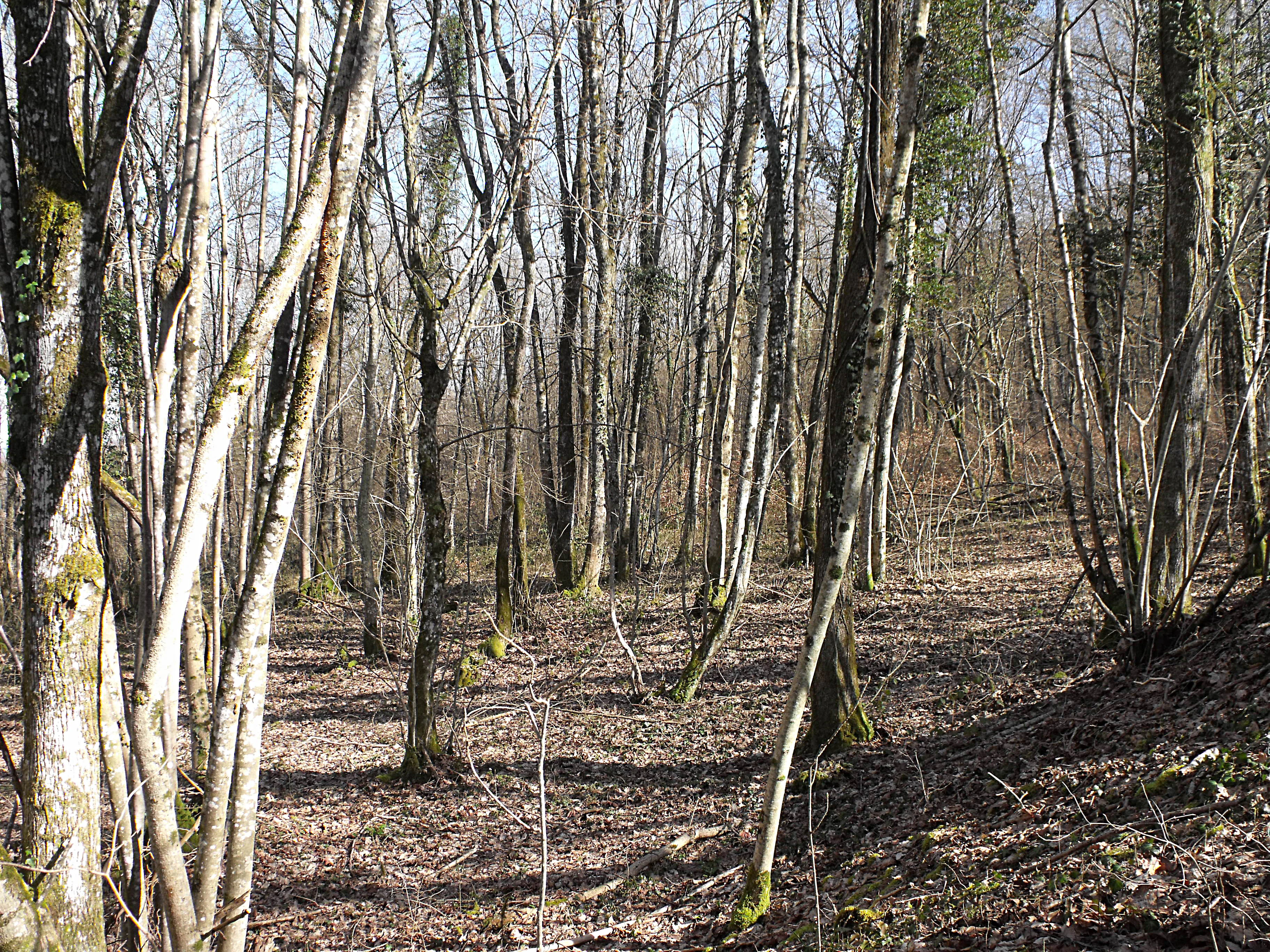 A view through a sparse forest of slender, leafless deciduous trees with a leaf-littered ground, suggesting late autumn or winter.