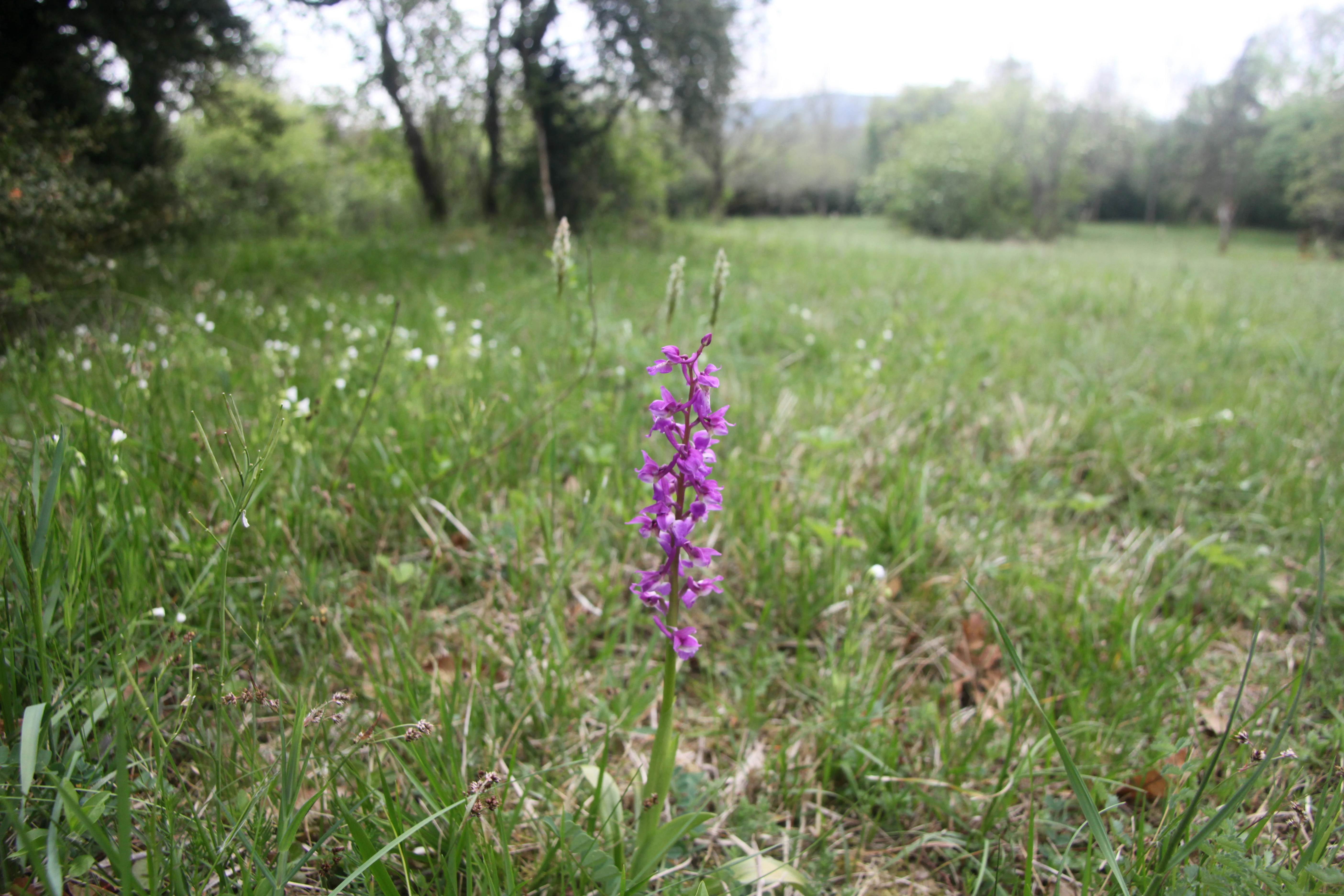 A single purple orchid in sharp focus stands in a grassy meadow with a blurred background of trees.