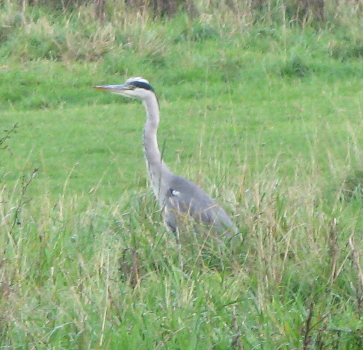 A grey heron standing in a field of tall green grass.
