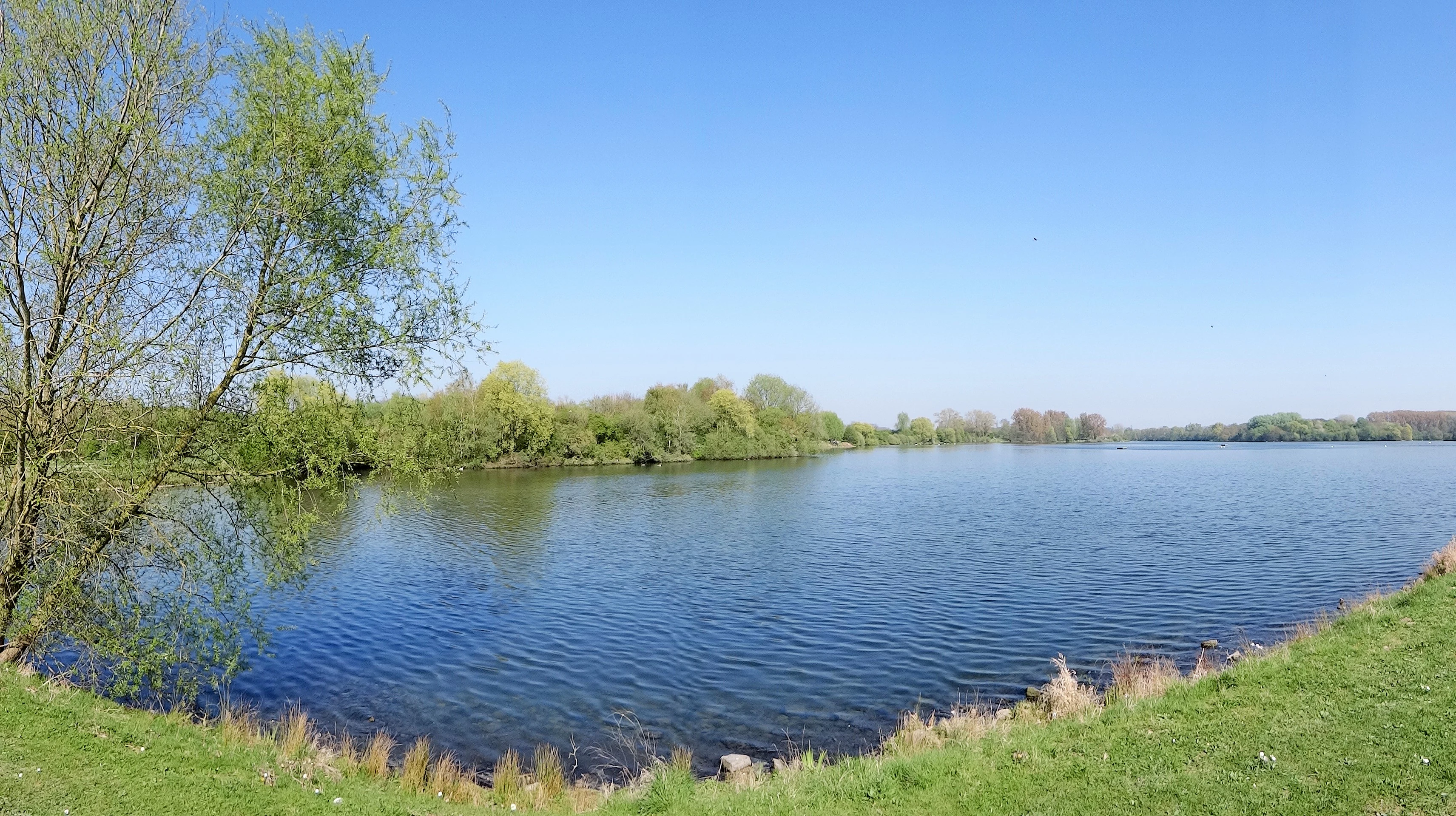Wide shot of a calm lake under a clear blue sky, with a leafy tree in the left foreground and dense shoreline vegetation in the background.