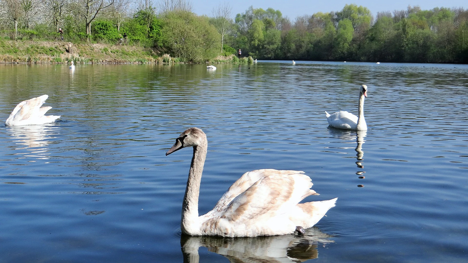 A group of white and light-brown swans swimming on a lake in the Réserve naturelle régionale du Héron, with a wooded shoreline in the background.