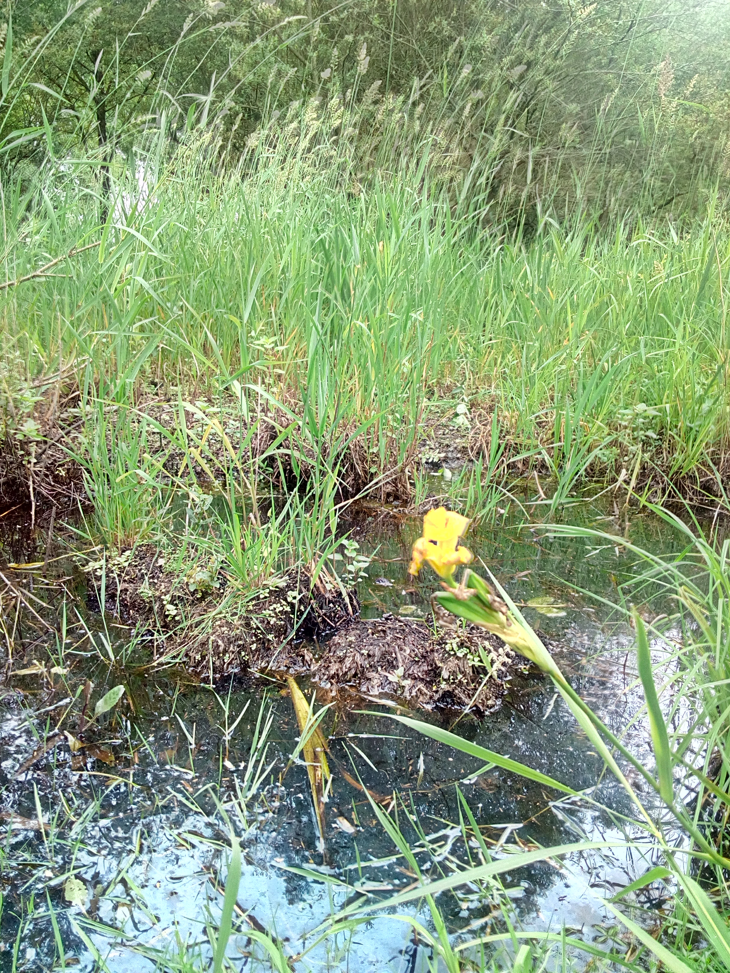 A close up of a bright yellow iris flower growing in a shallow, grassy wetland with tall reeds in the background.