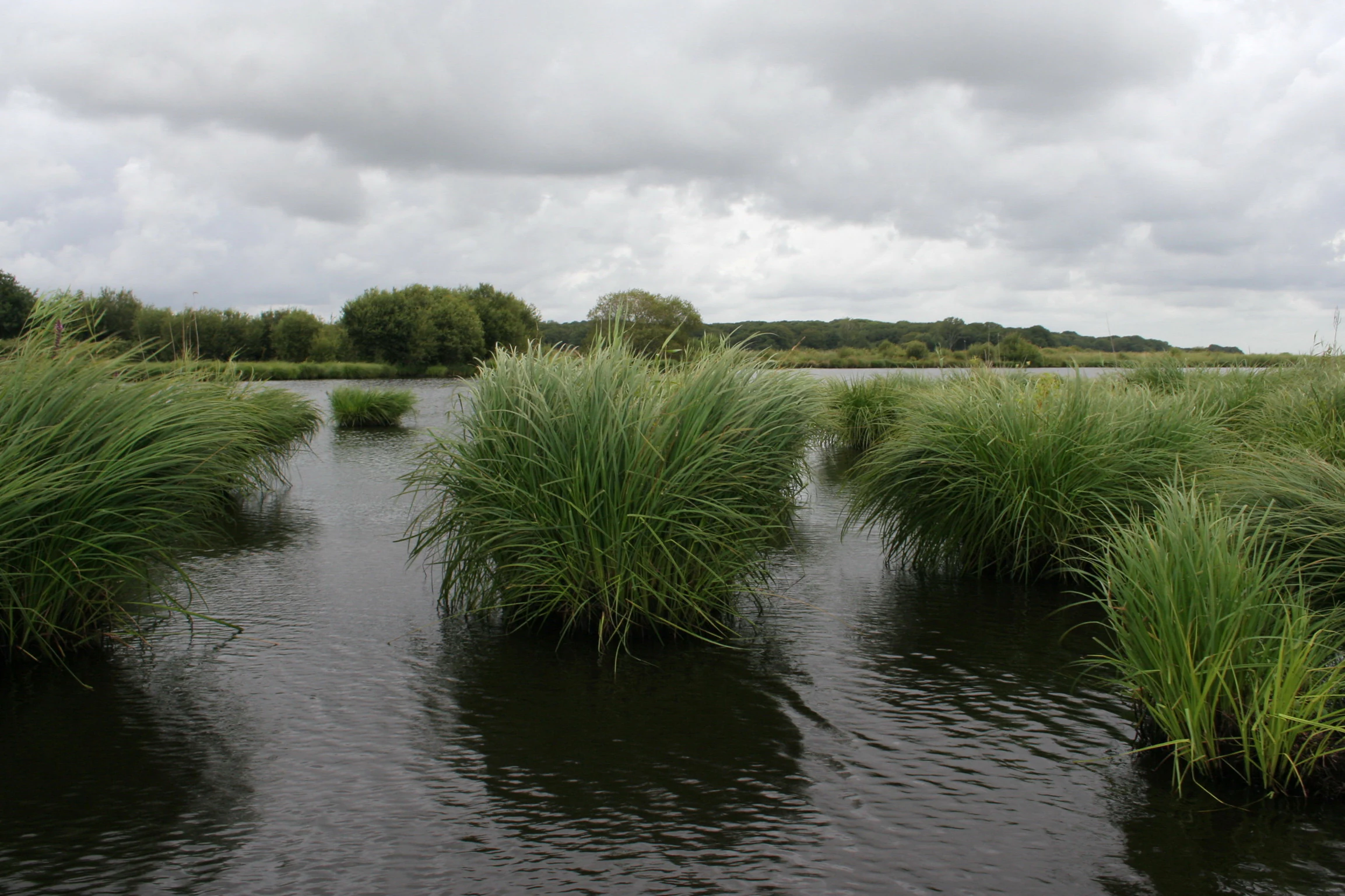 Wide shot of a marshland with large, grassy, reed-like vegetation growing directly out of dark, calm water under a cloudy sky.