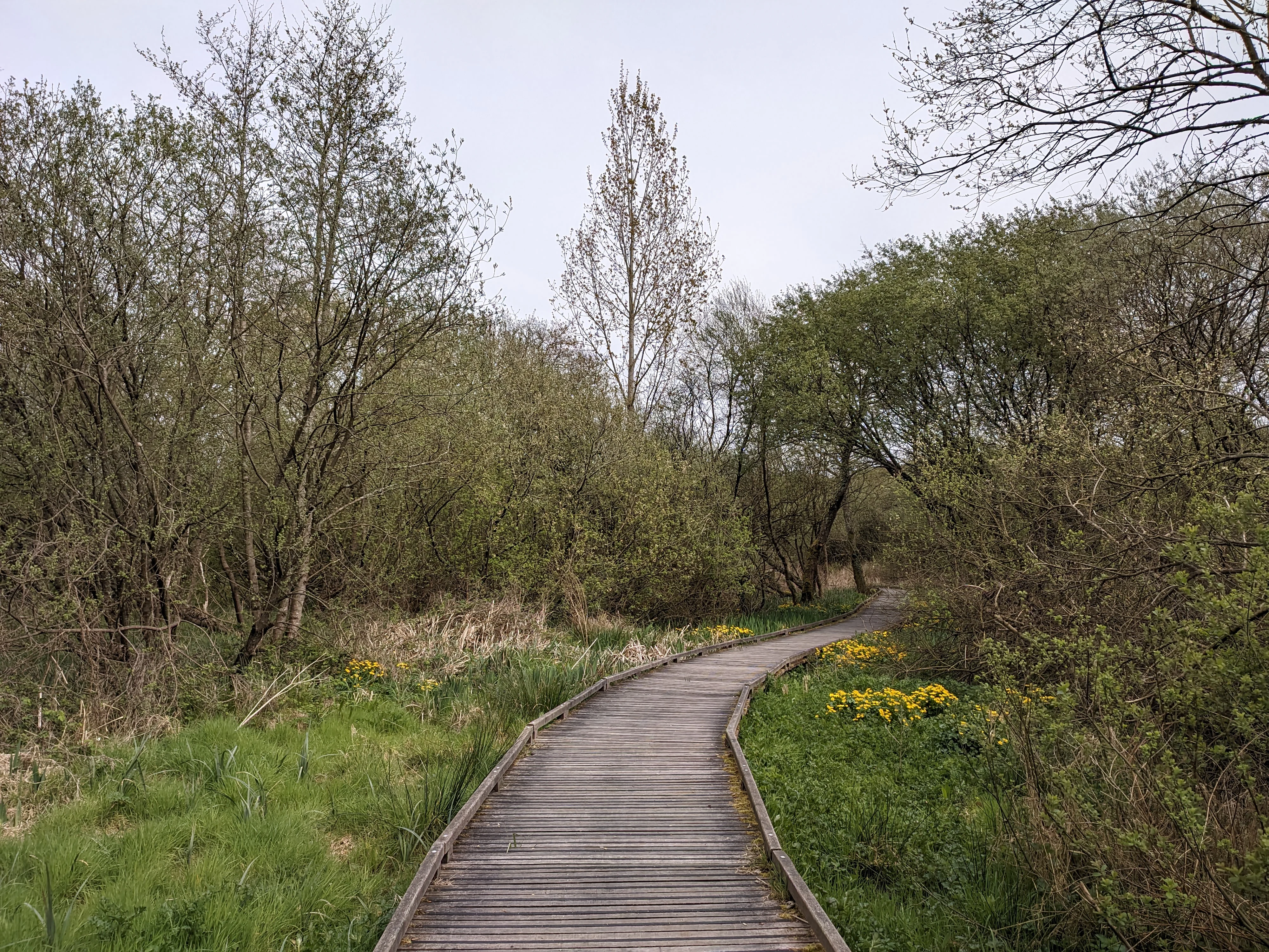 A wooden boardwalk trail snakes through a dense thicket of trees and shrubs with green spring foliage and yellow flowering plants along the path edges.