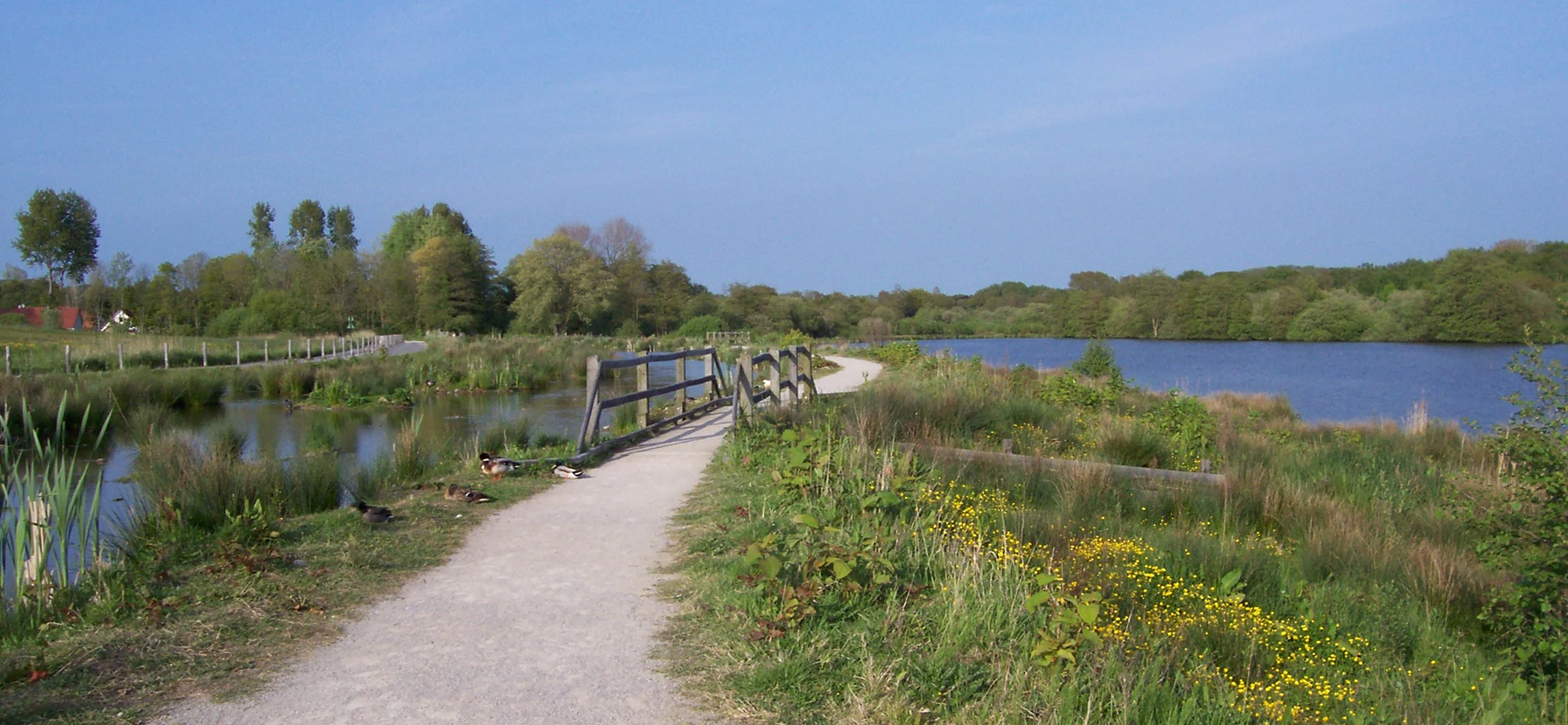A gravel trail crosses a small wooden bridge over a marshy area near a large pond, with trees and greenery in the background under a clear sky.